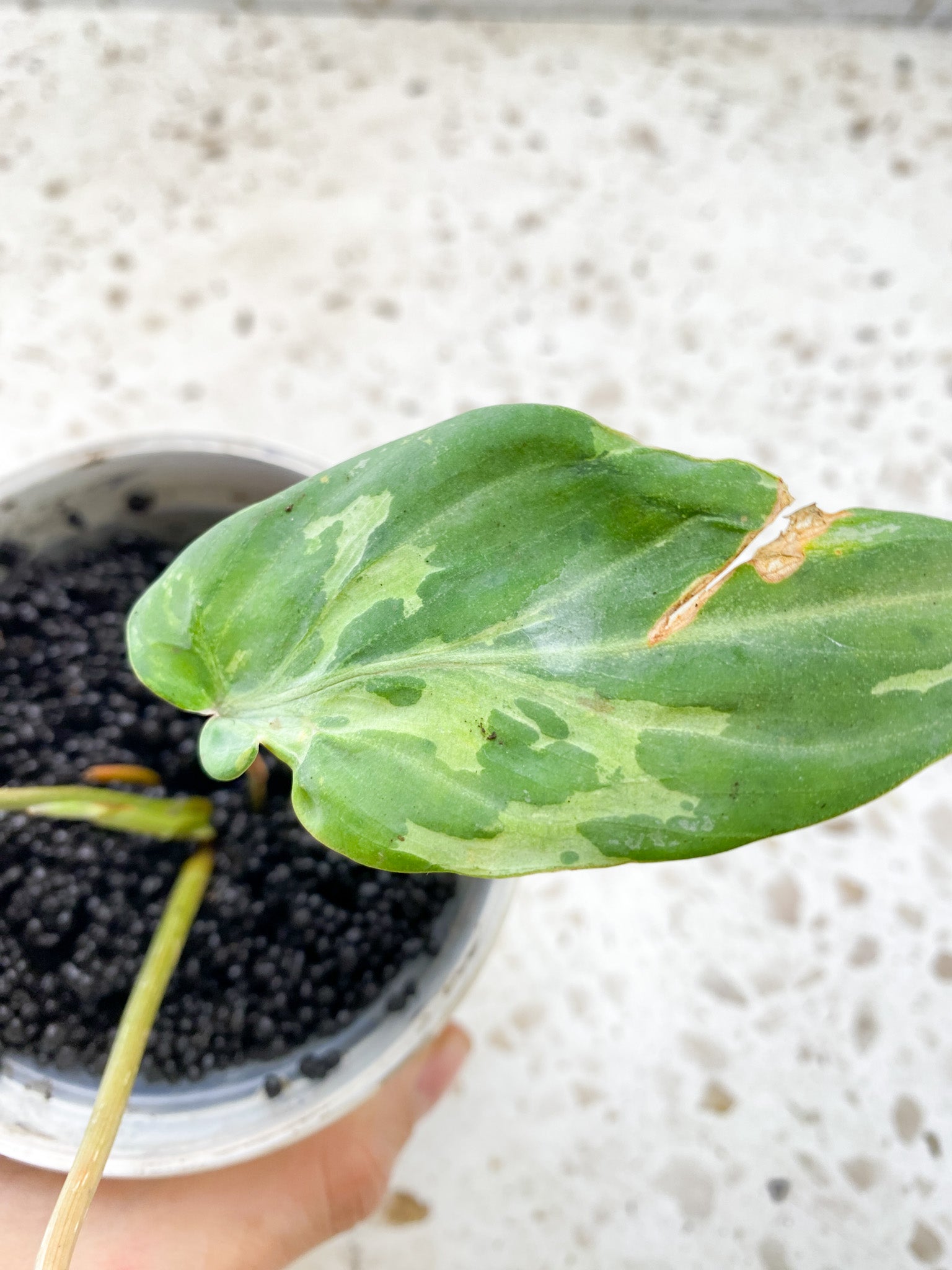 Philodendron Gloriosum Snow Leopard 3 leaves 2 sprouts