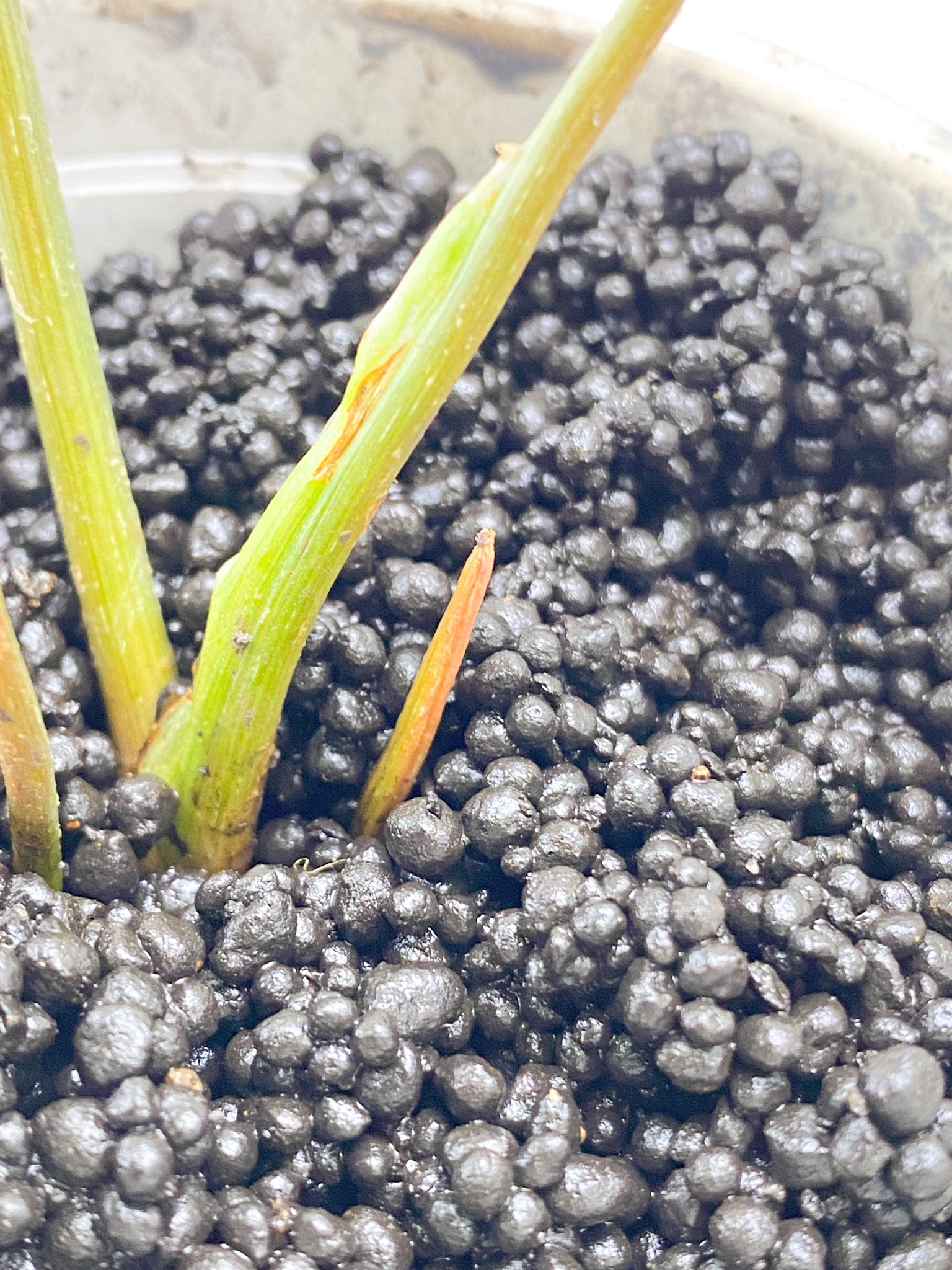 Philodendron Gloriosum Snow Leopard 3 leaves 2 sprouts