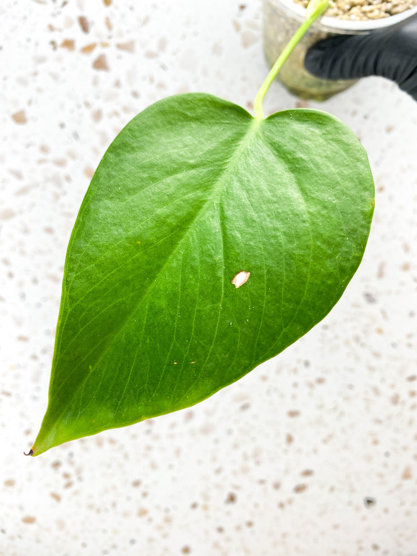 Monstera Sierrana (Mexican Form) 1 leaf