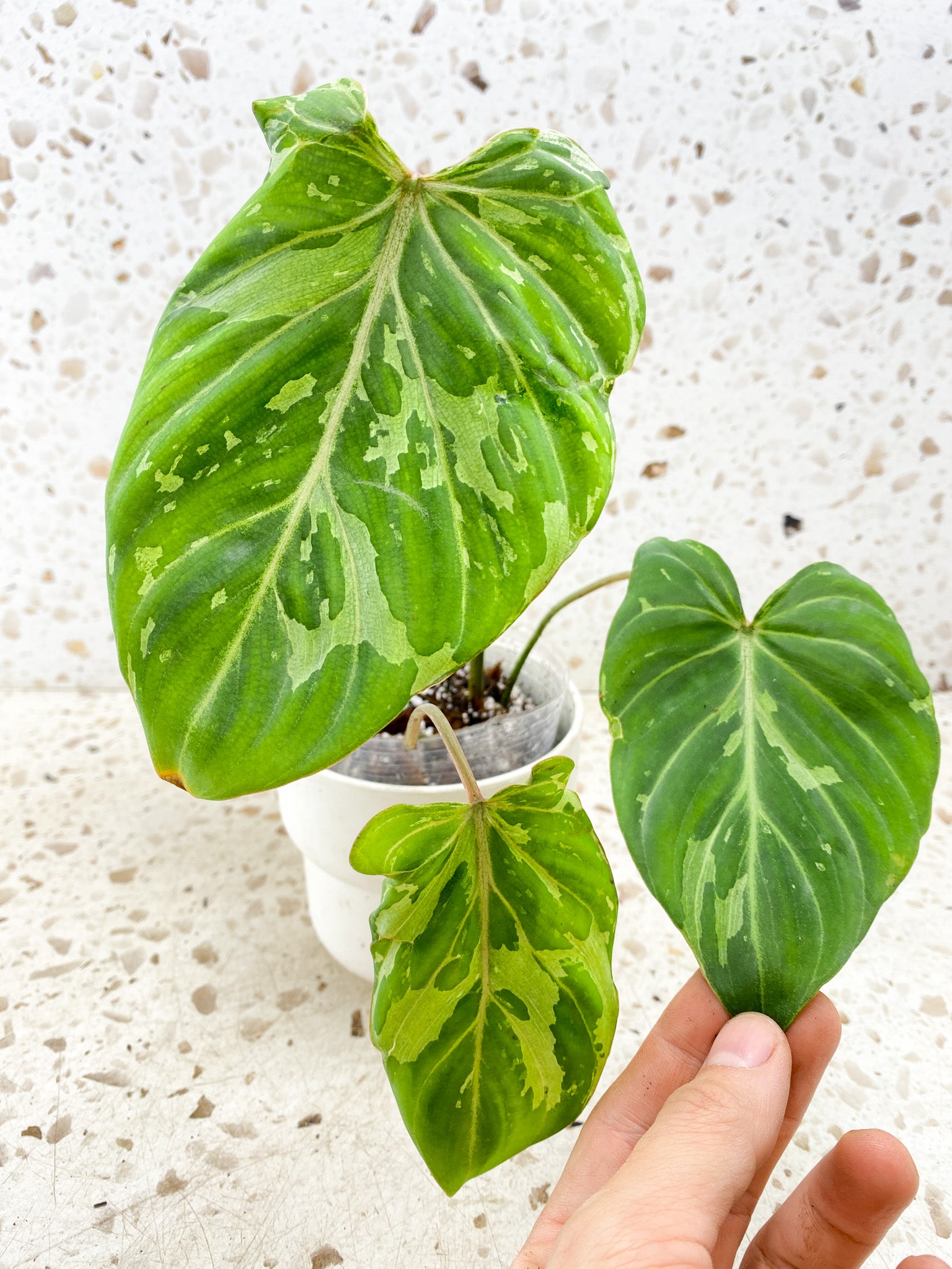 Philodendron Gloriosum Snow Leopard 3 big leaves 1 sprout