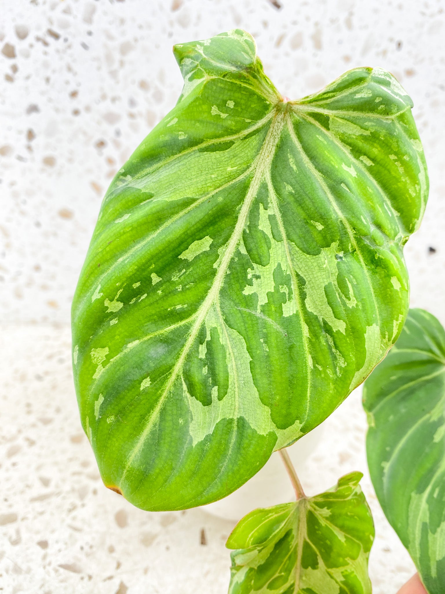 Philodendron Gloriosum Snow Leopard 3 big leaves 1 sprout