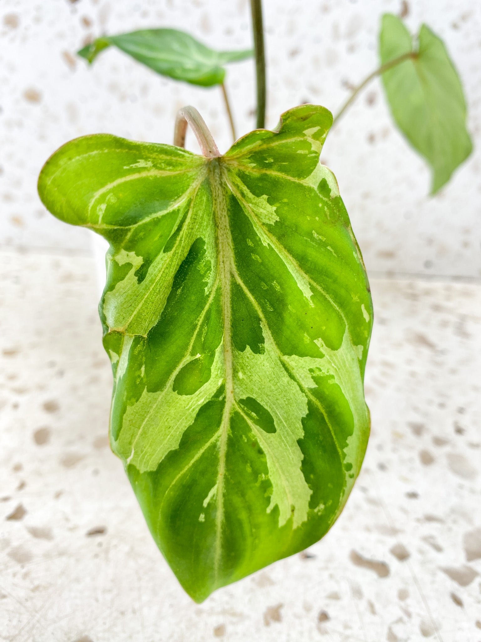 Philodendron Gloriosum Snow Leopard 3 big leaves 1 sprout