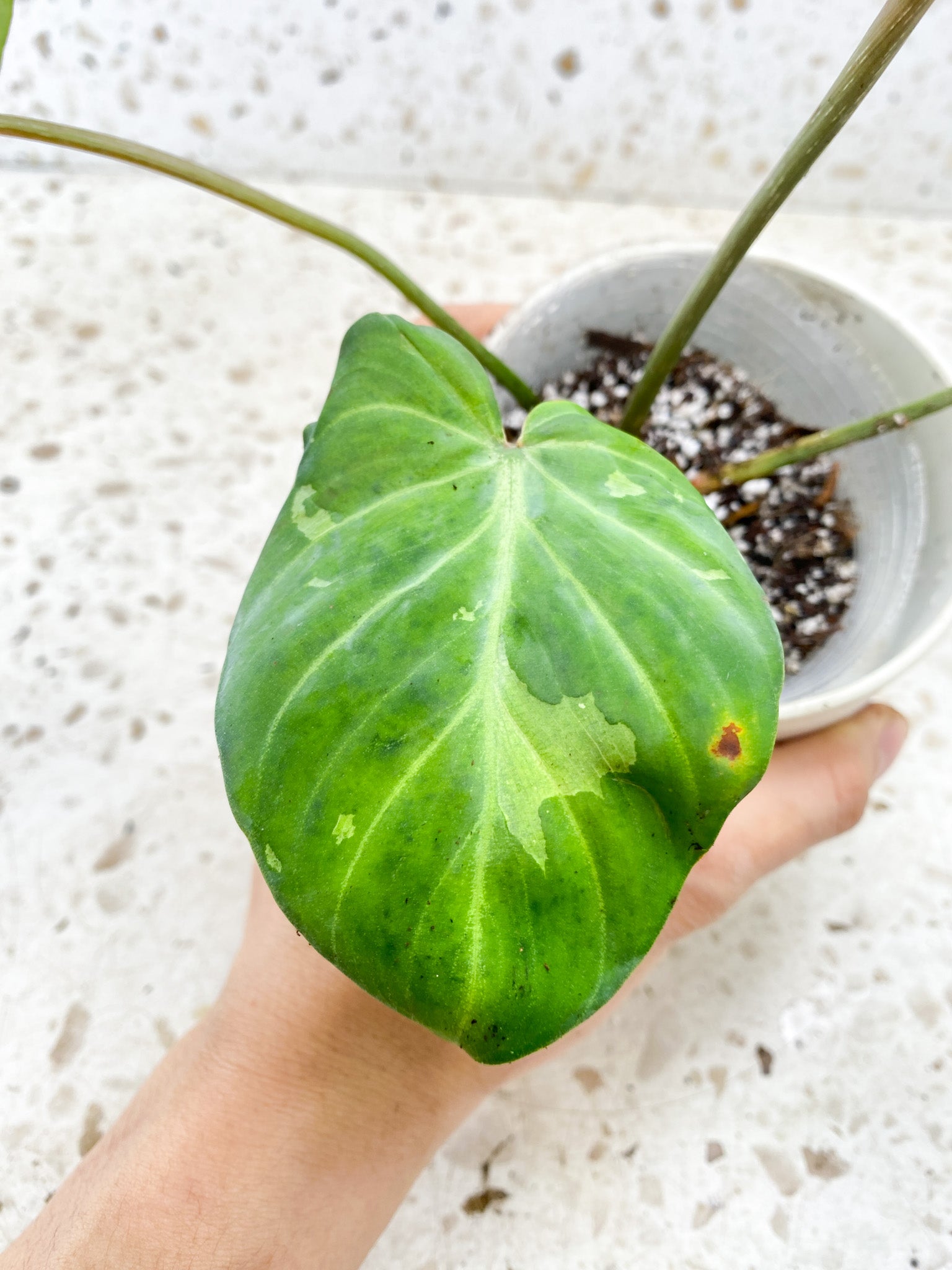 Philodendron Gloriosum Snow Leopard 3 big leaves 1 sprout