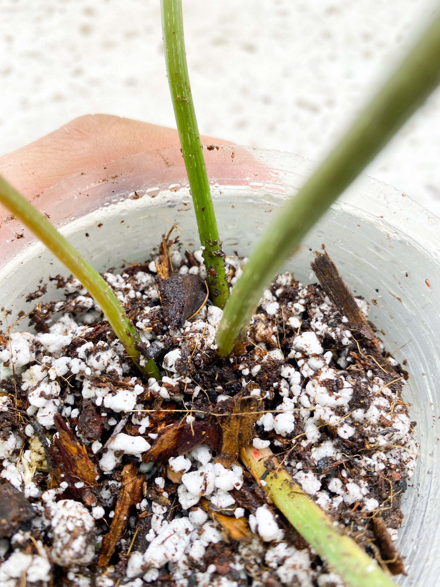 Philodendron Gloriosum Snow Leopard 3 big leaves 1 sprout