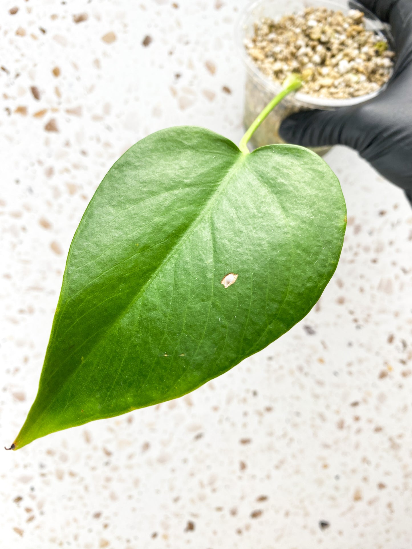 Monstera Sierrana (Mexican Form) 1 leaf