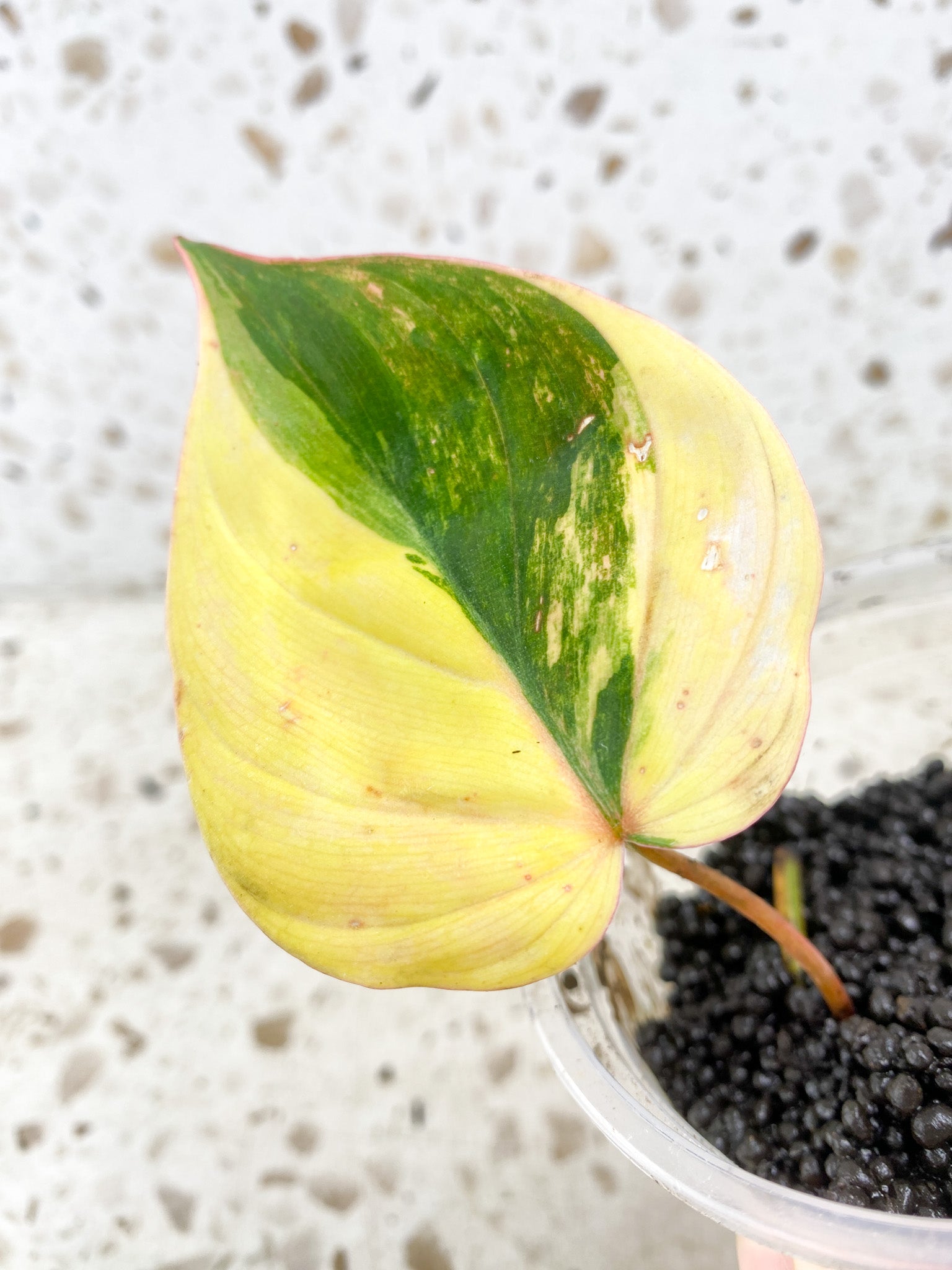 Philodendron Micans Variegated  1 leaf 1 growing sprout (rooting)