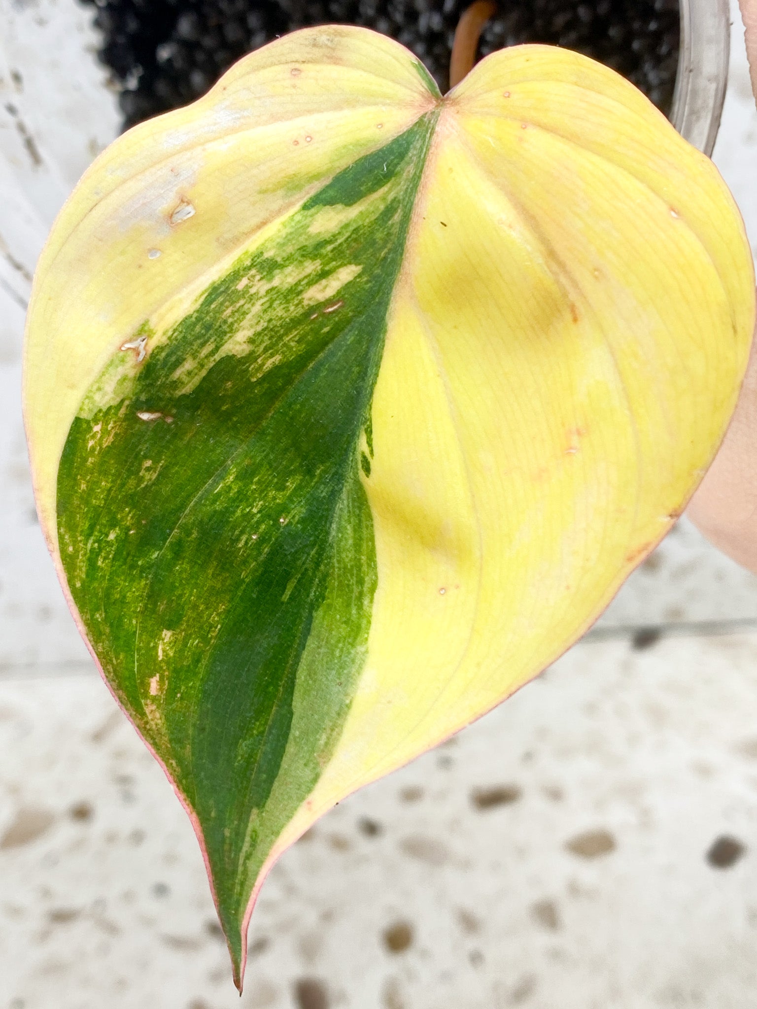 Philodendron Micans Variegated  1 leaf 1 growing sprout (rooting)