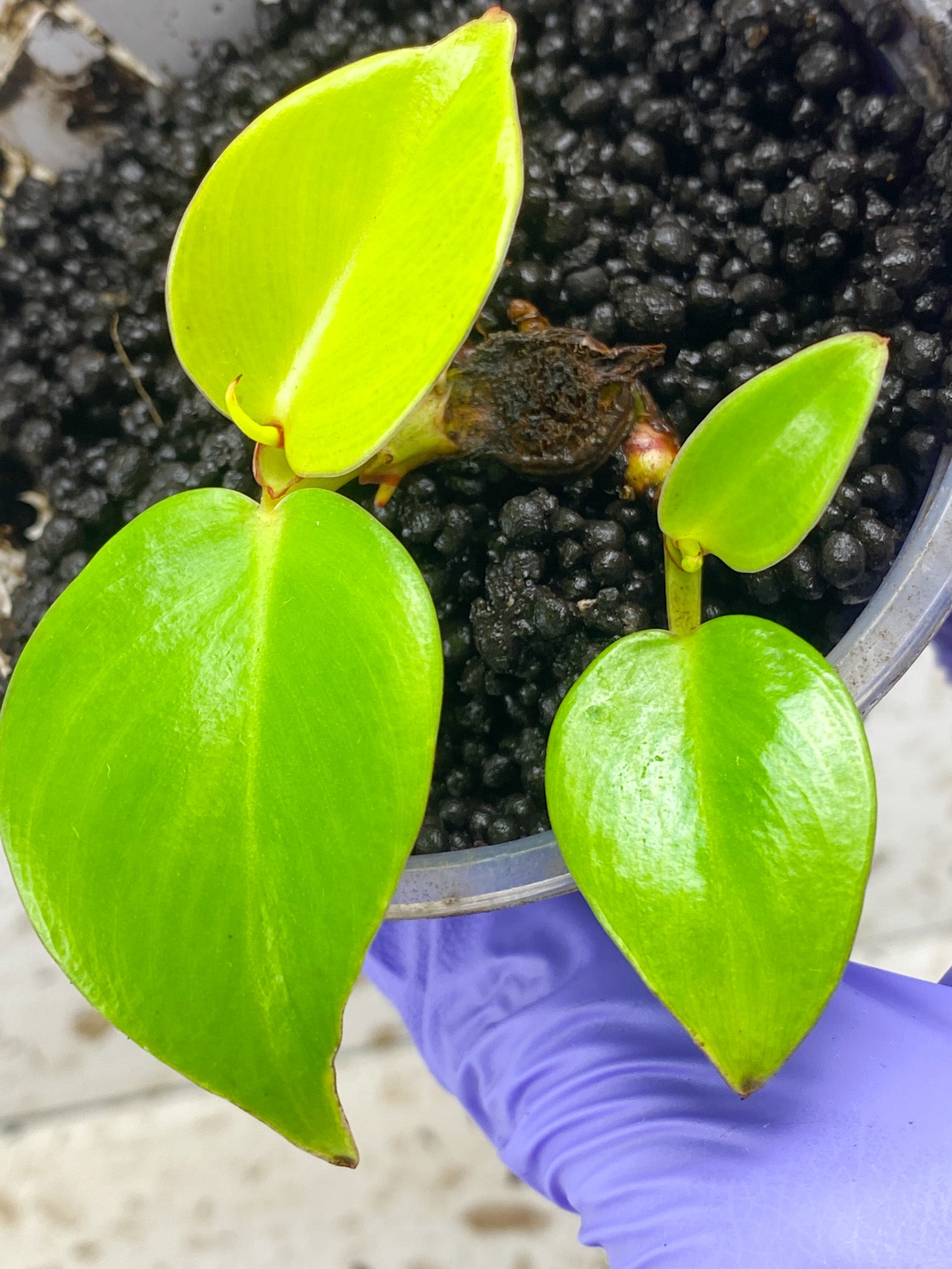 Philodendron Red Moon Variegated 4 leaves 2 shoots