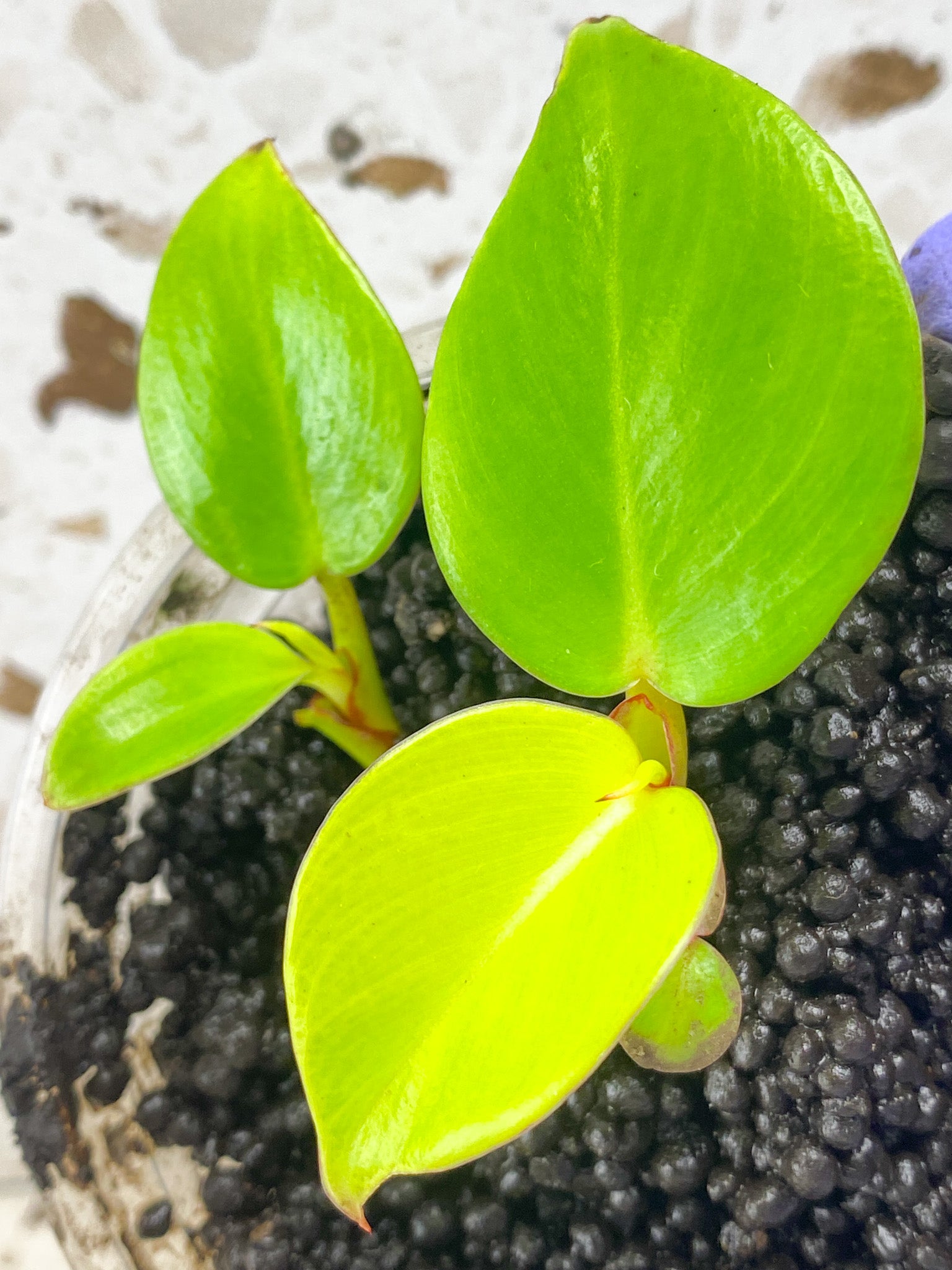 Philodendron Red Moon Variegated 4 leaves 2 shoots