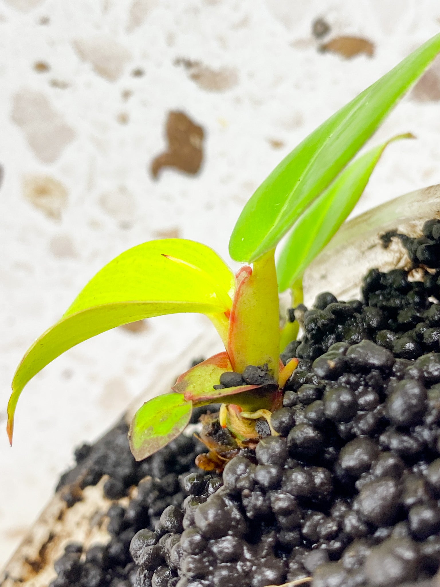 Philodendron Red Moon Variegated 4 leaves 2 shoots