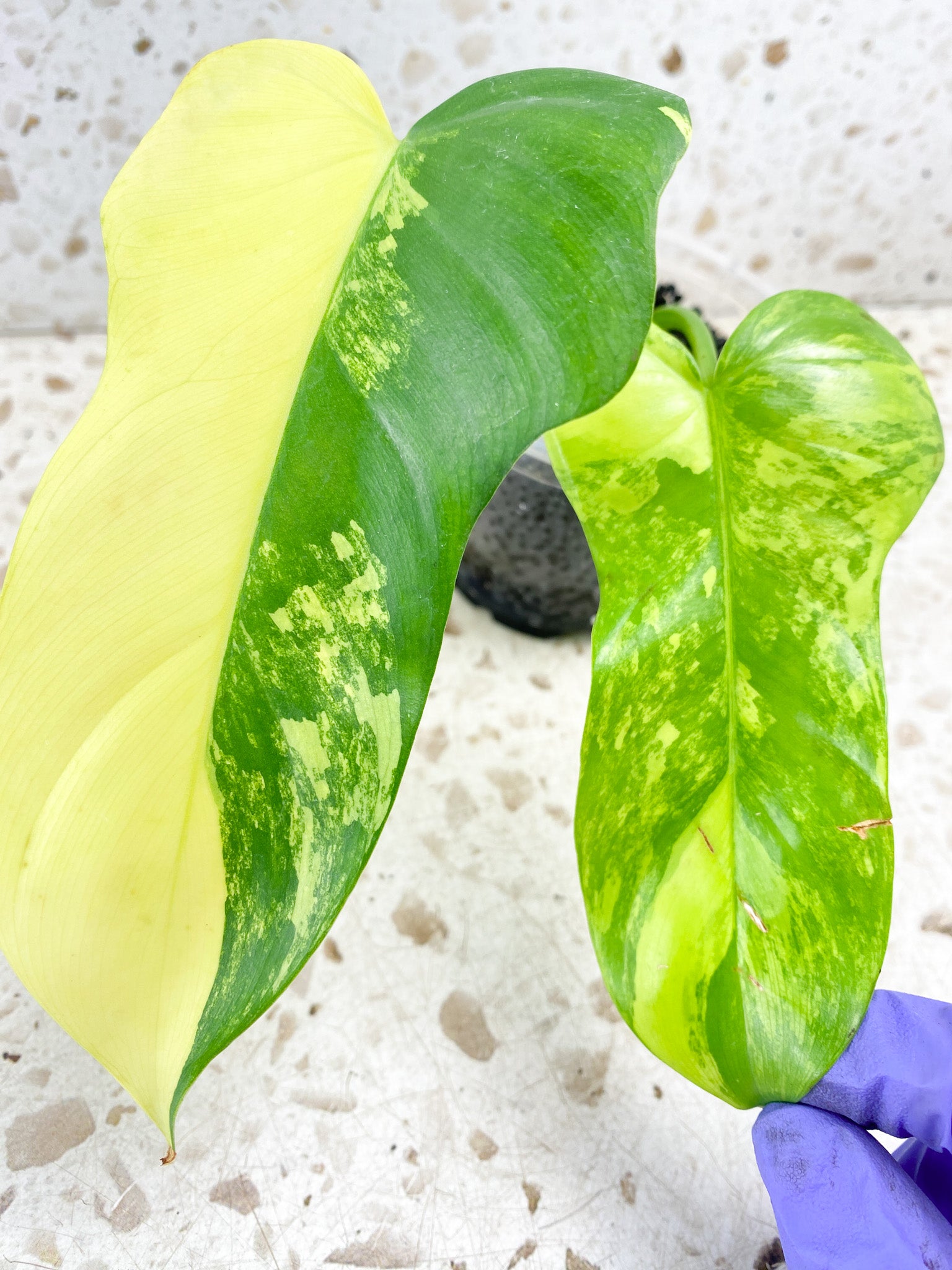 Philodendron Bipennifolium Variegated 2 leaves 1 shoot top cutting (rooting)