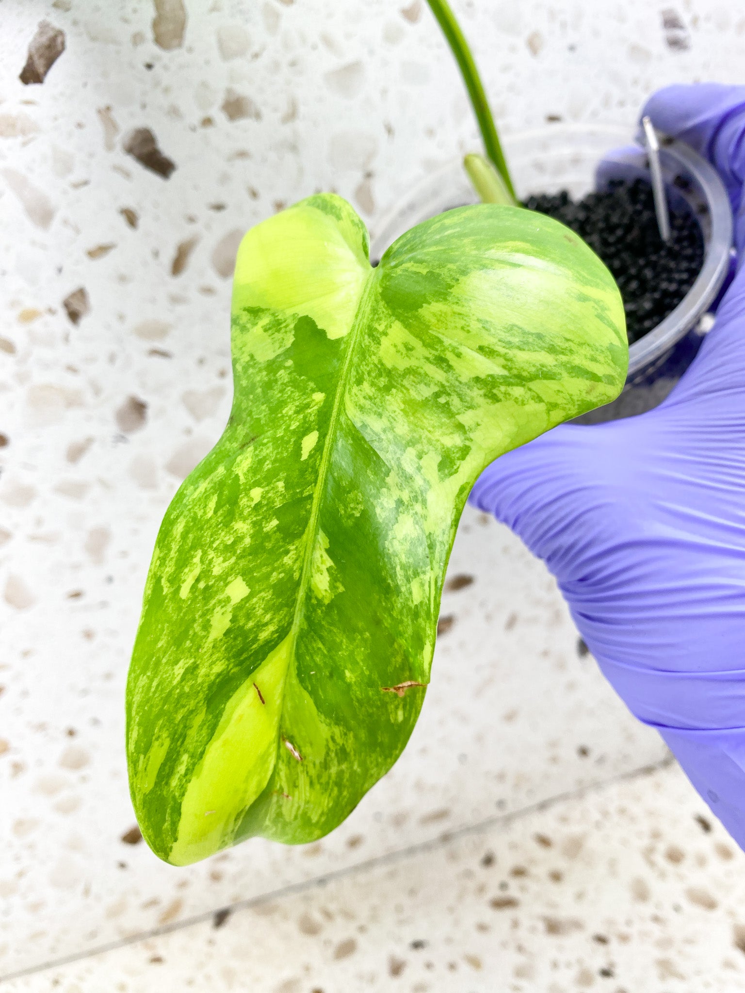 Philodendron Bipennifolium Variegated 2 leaves 1 shoot top cutting (rooting)