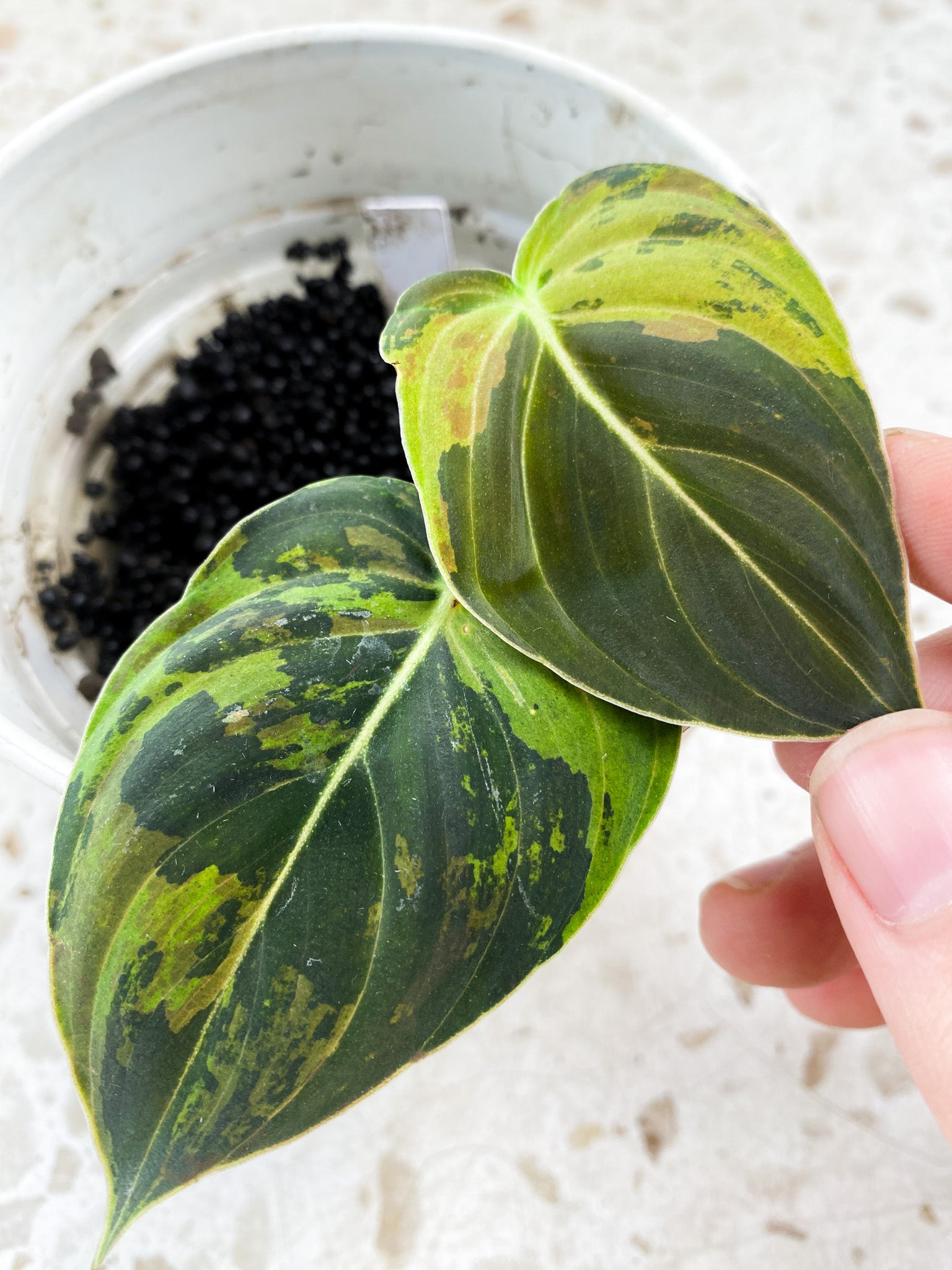 Philodendron Melanochrysum Variegated 2 leaf top cutting (rooting)