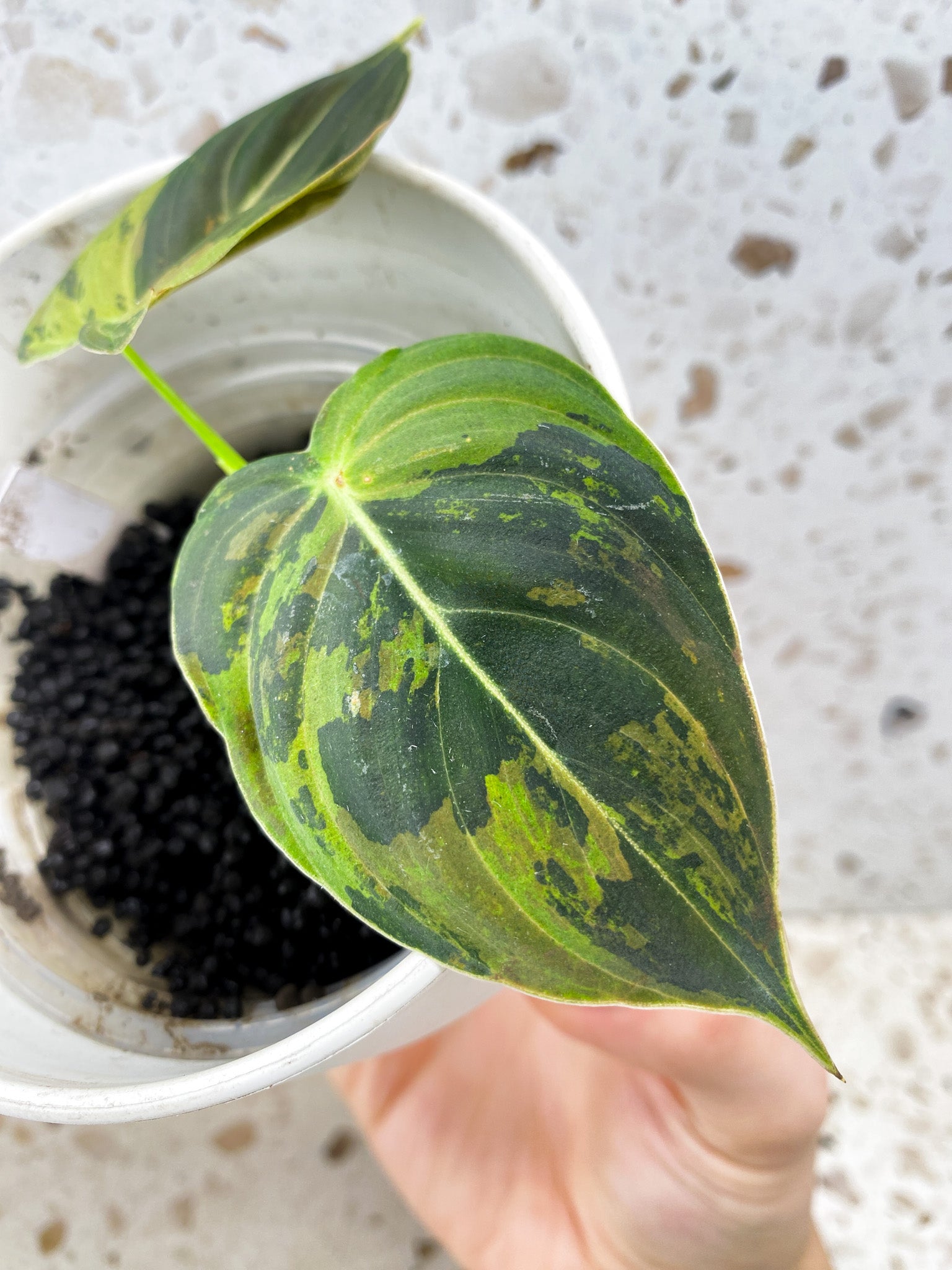 Philodendron Melanochrysum Variegated 2 leaf top cutting (rooting)