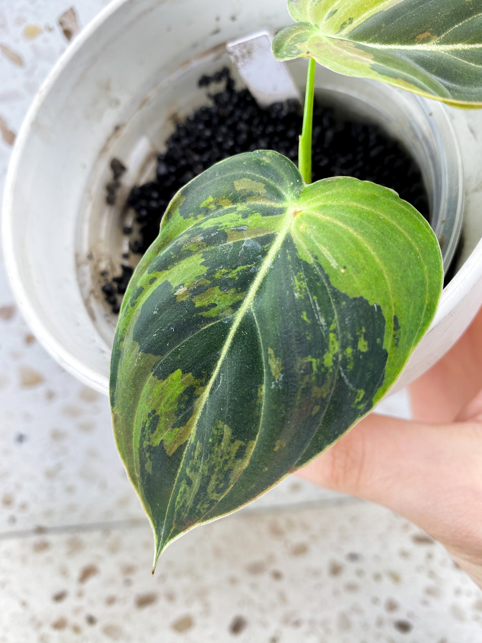 Philodendron Melanochrysum Variegated 2 leaf top cutting (rooting)