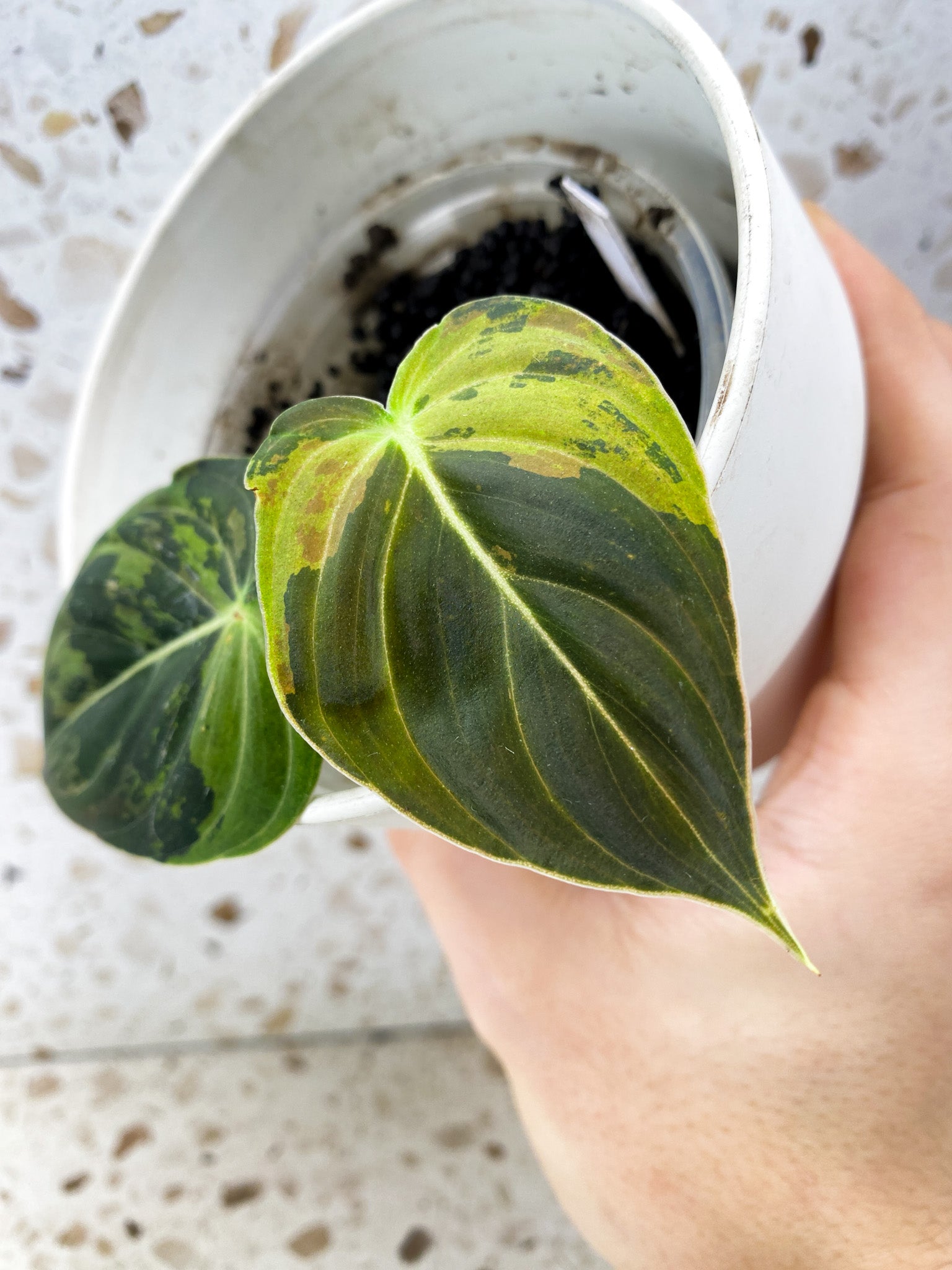 Philodendron Melanochrysum Variegated 2 leaf top cutting (rooting)