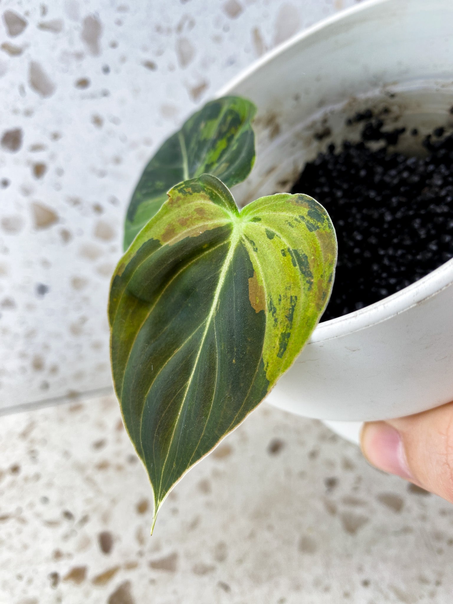 Philodendron Melanochrysum Variegated 2 leaf top cutting (rooting)