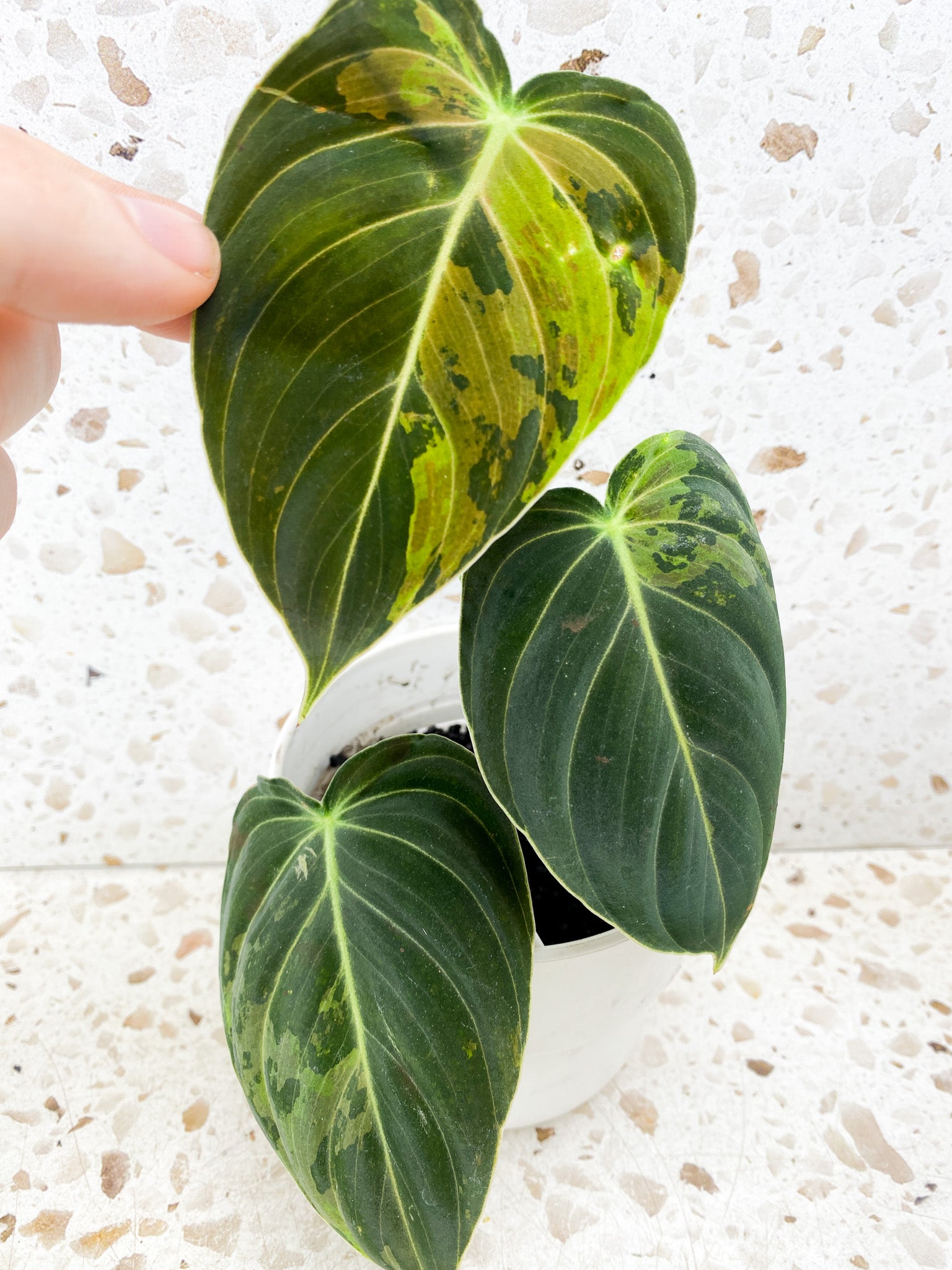 Philodendron Melanochrysum Variegated 3 leaves 1 shoot top cutting (rooting)