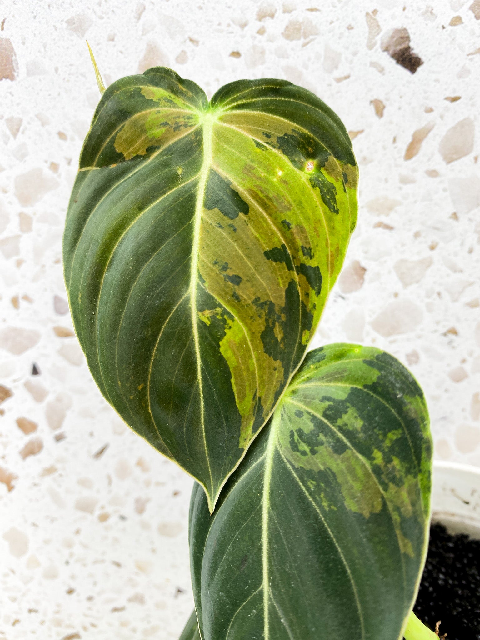 Philodendron Melanochrysum Variegated 3 leaves 1 shoot top cutting (rooting)