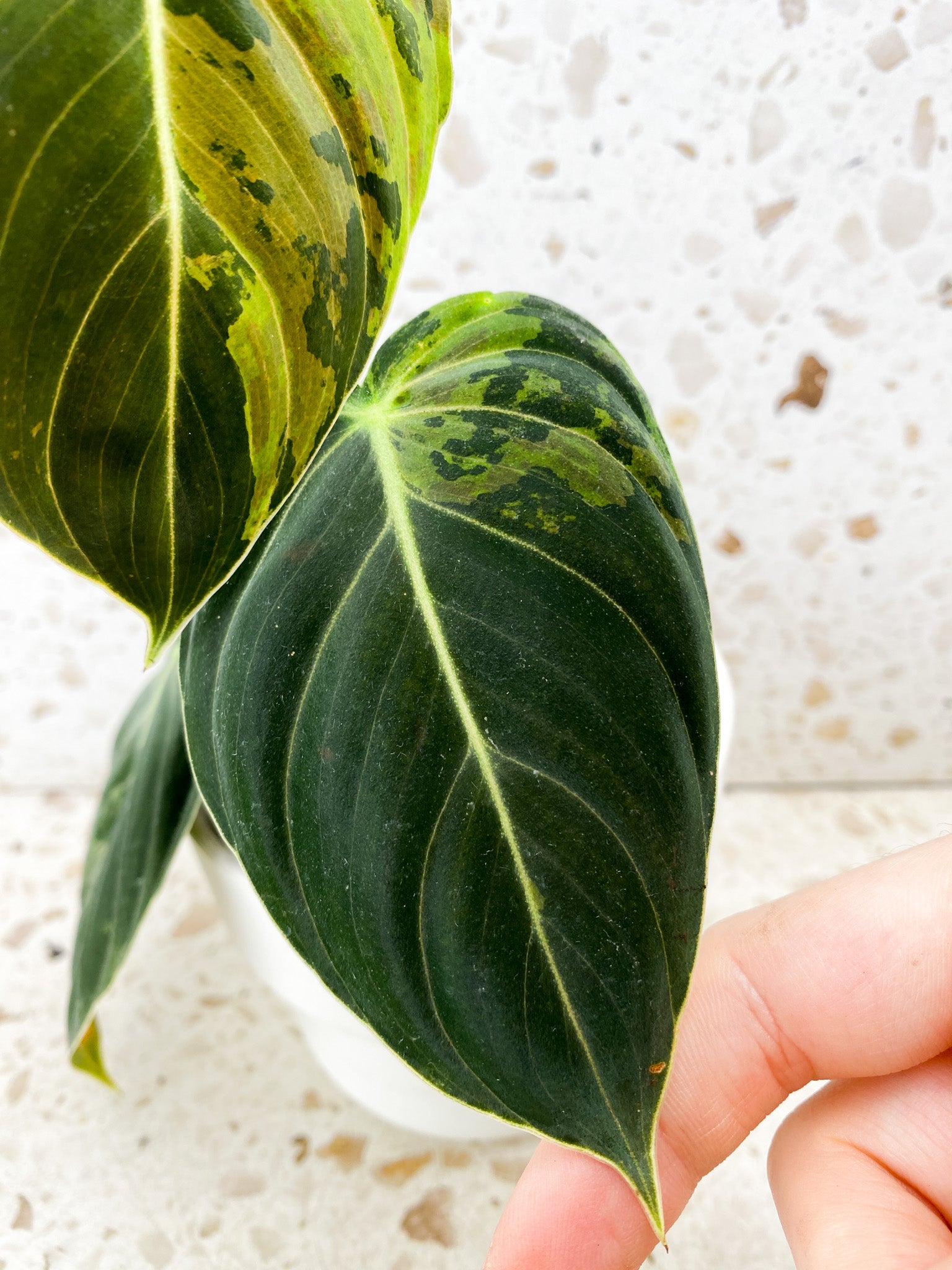 Philodendron Melanochrysum Variegated 3 leaves 1 shoot top cutting (rooting)