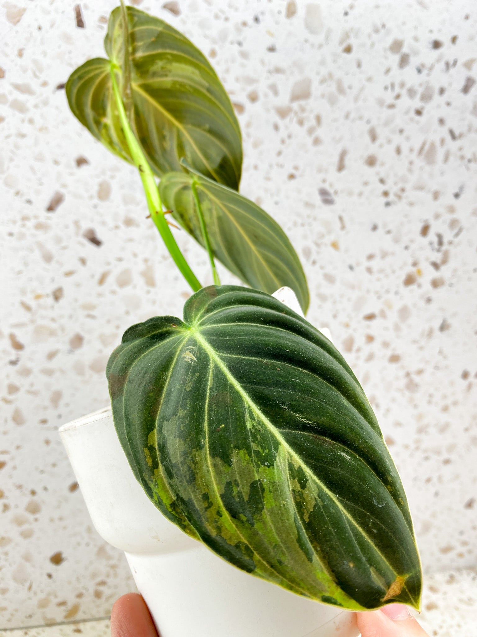 Philodendron Melanochrysum Variegated 3 leaves 1 shoot top cutting (rooting)