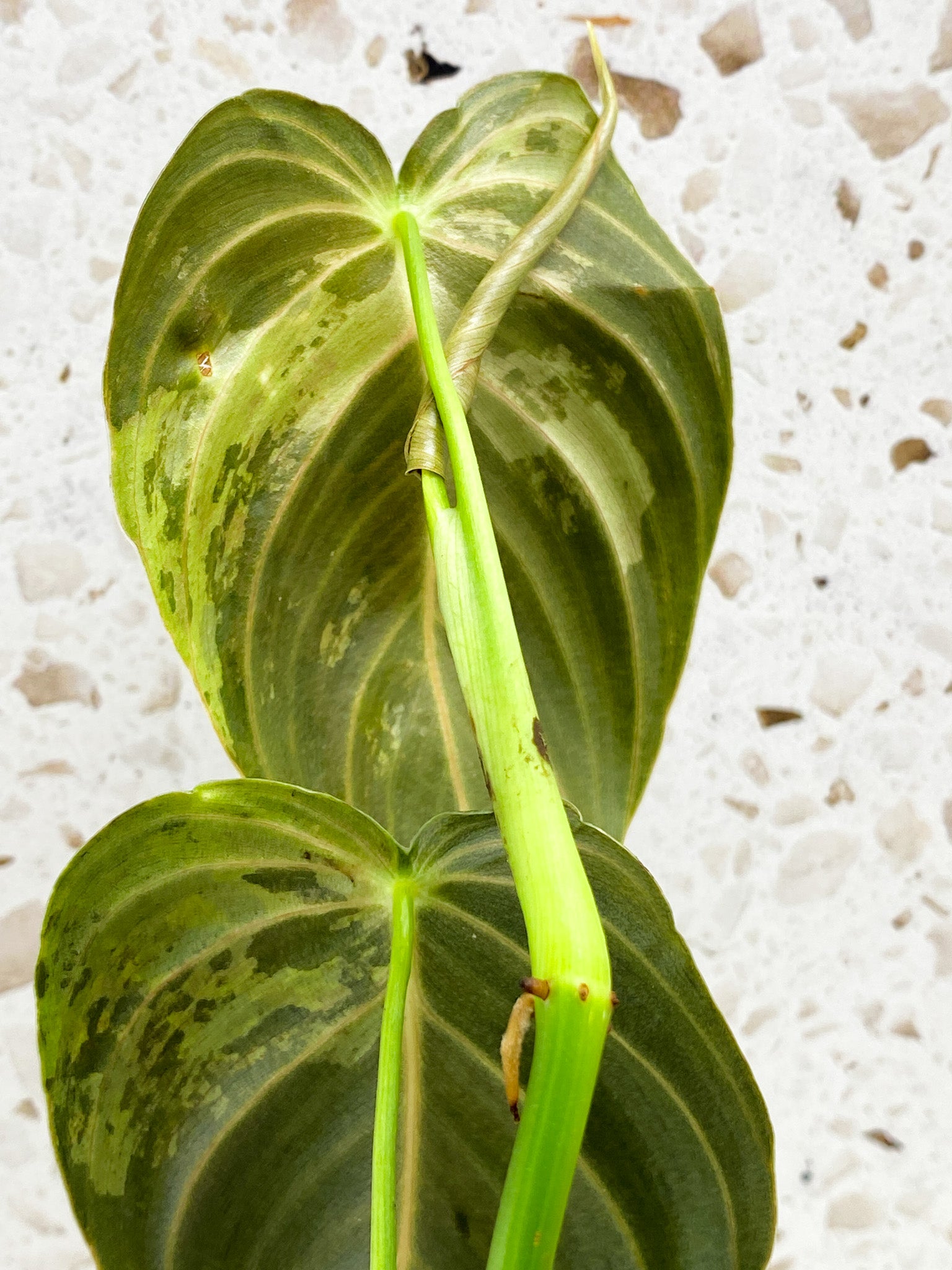 Philodendron Melanochrysum Variegated 3 leaves 1 shoot top cutting (rooting)