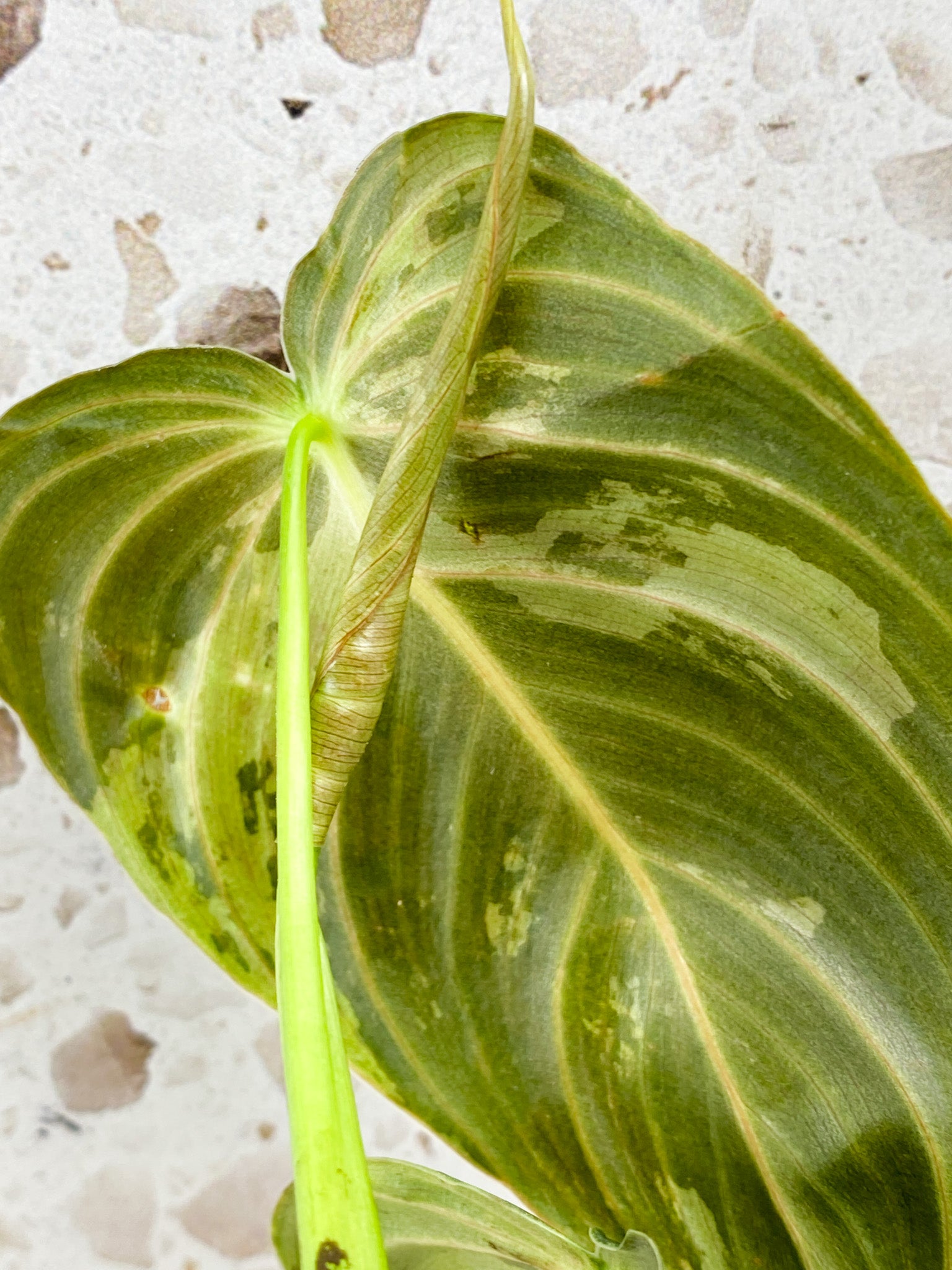 Philodendron Melanochrysum Variegated 3 leaves 1 shoot top cutting (rooting)