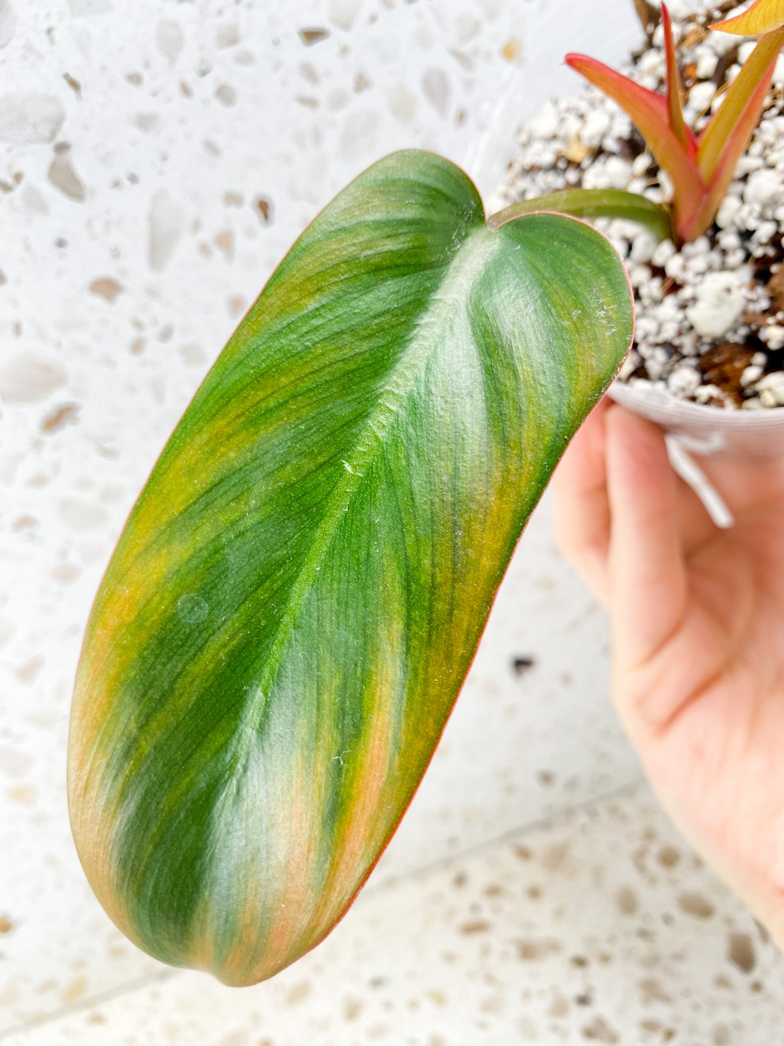 Philodendron Florida Bronze 2 leaves 1 shoot top cutting