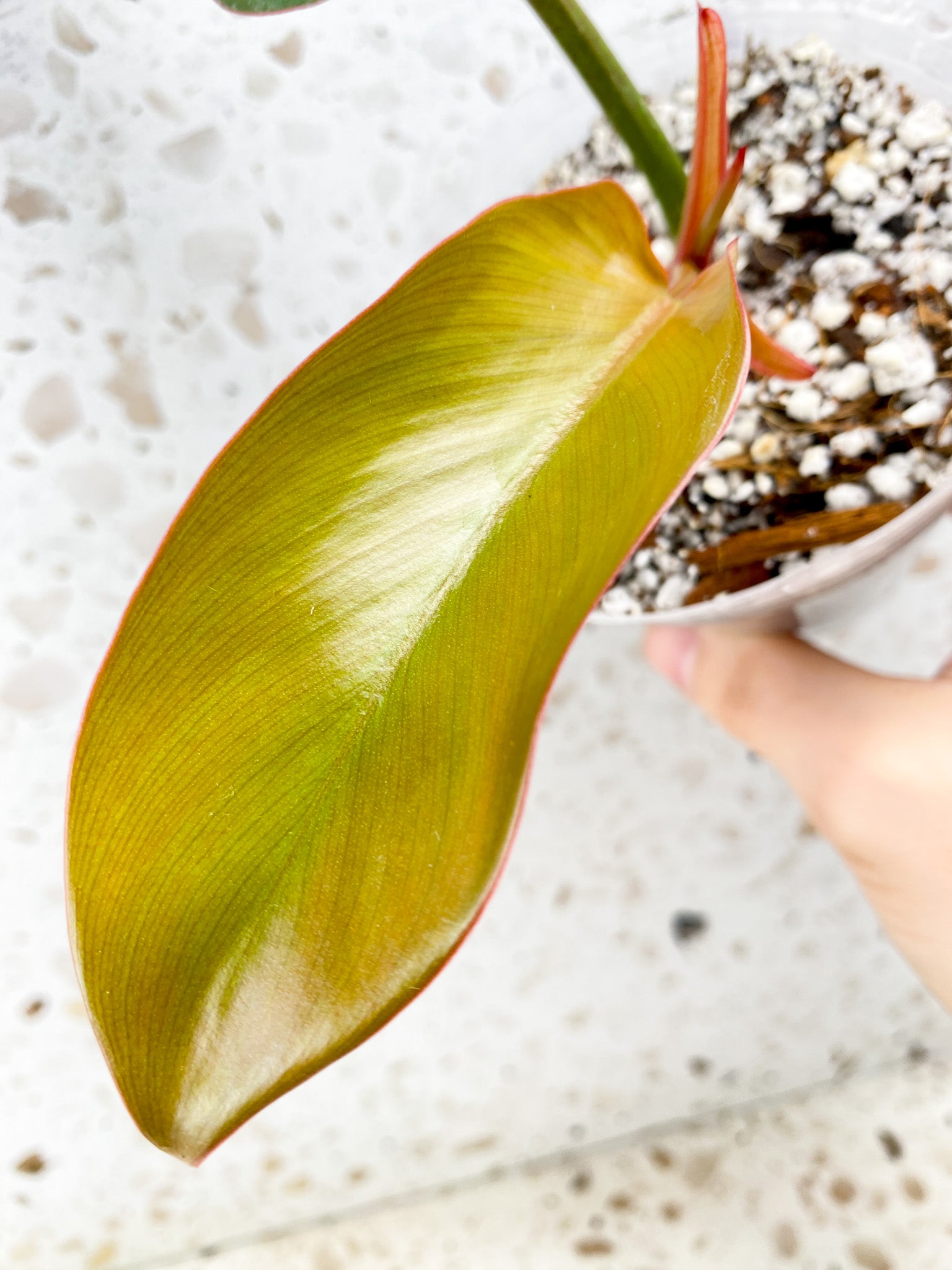 Philodendron Florida Bronze 2 leaves 1 shoot top cutting