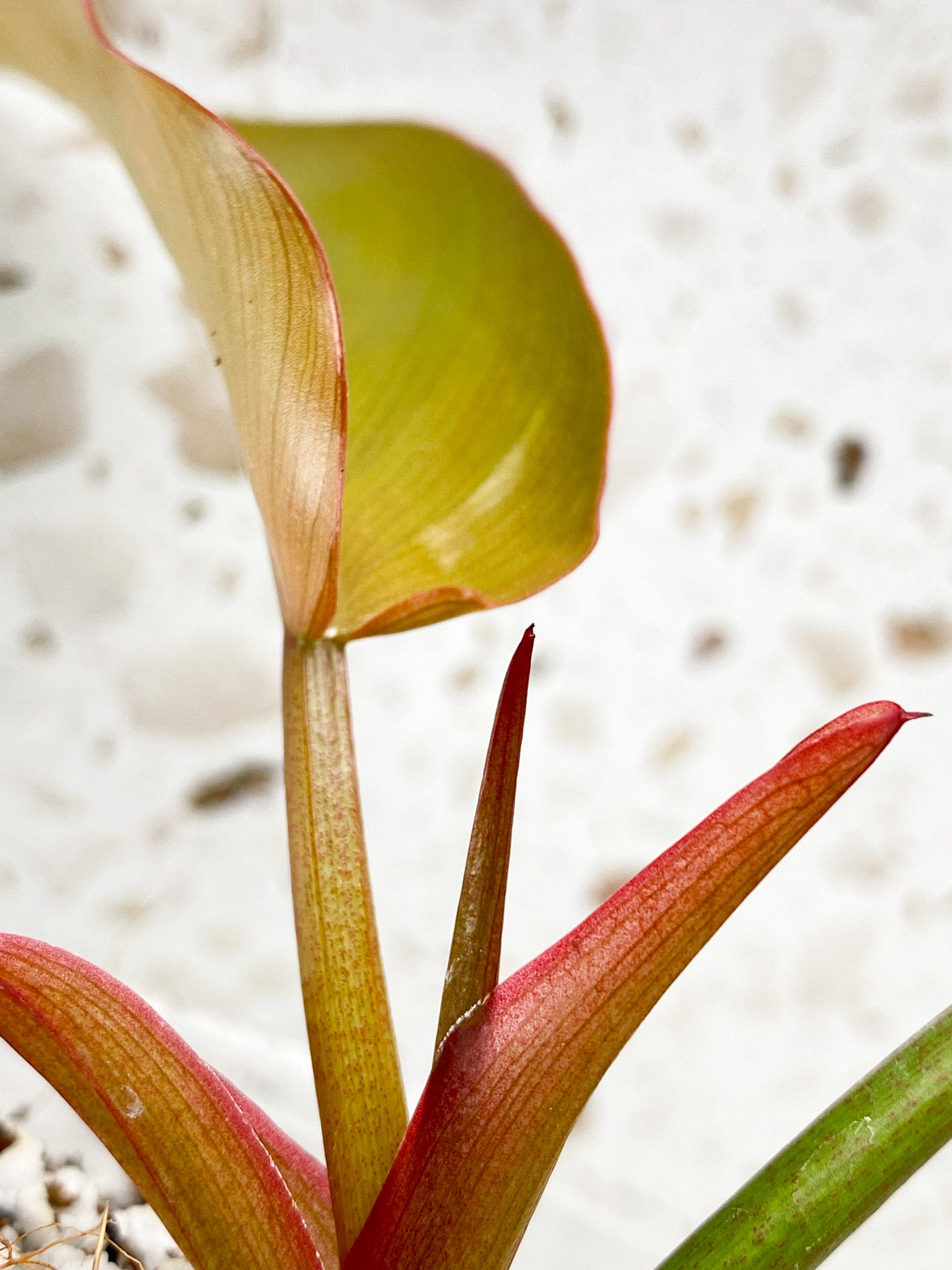 Philodendron Florida Bronze 2 leaves 1 shoot top cutting