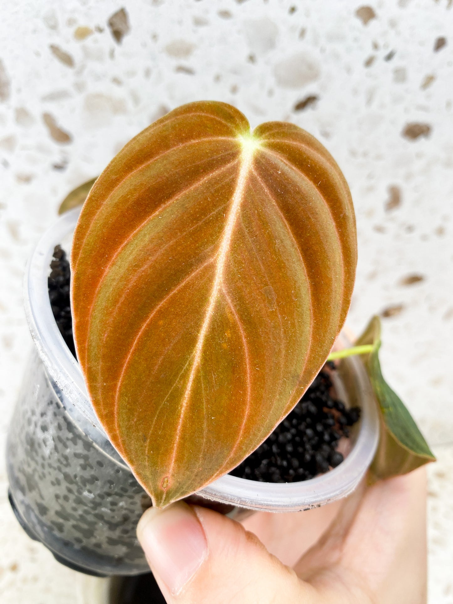 Philodendron Melanochrysum 3 leaf top cutting (rooting)
