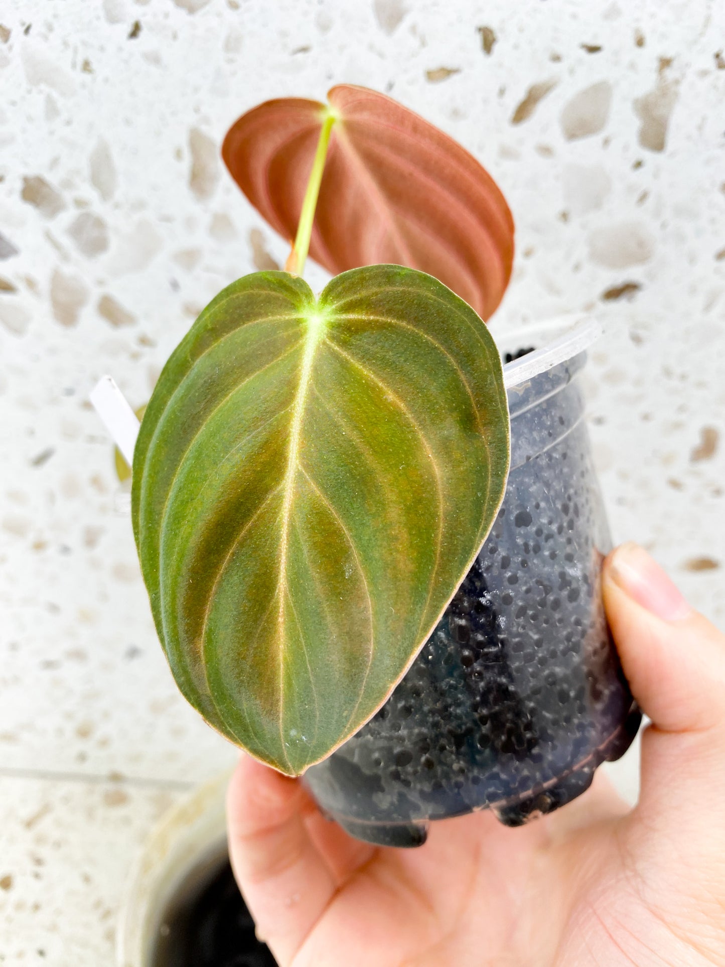 Philodendron Melanochrysum 3 leaf top cutting (rooting)