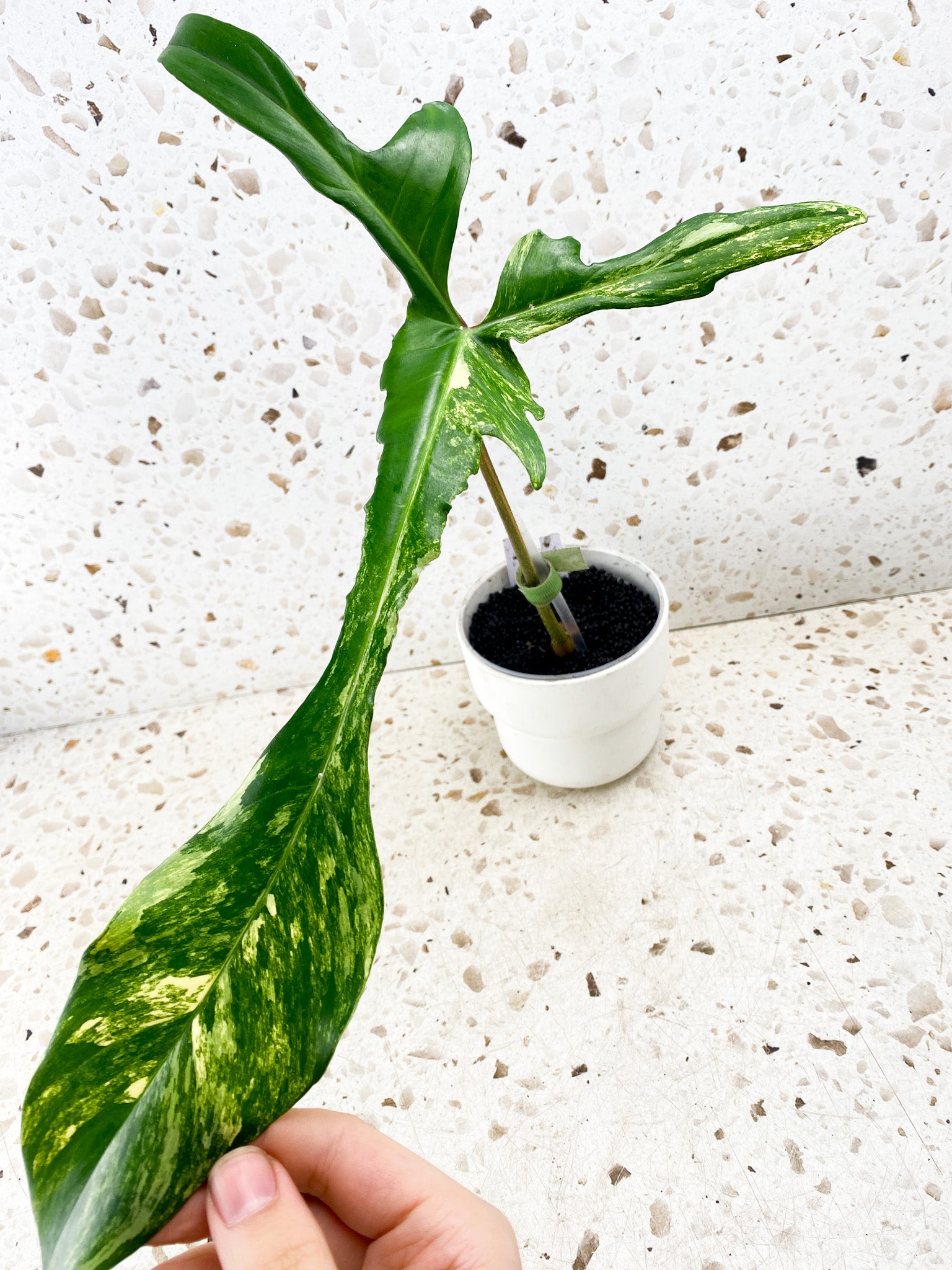 Philodendron Florida Beauty 1 big leaf (rooting)