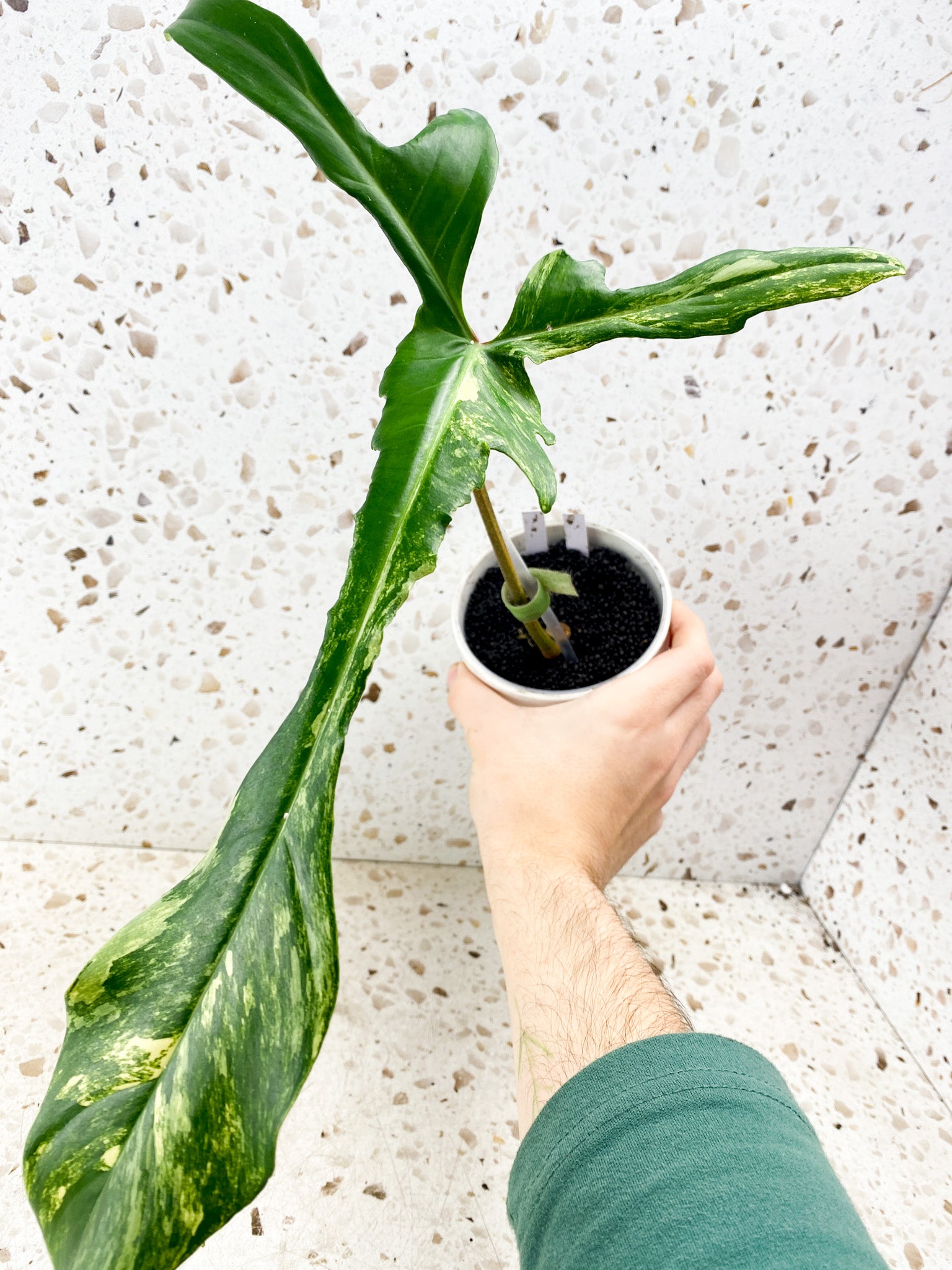 Philodendron Florida Beauty 1 big leaf (rooting)