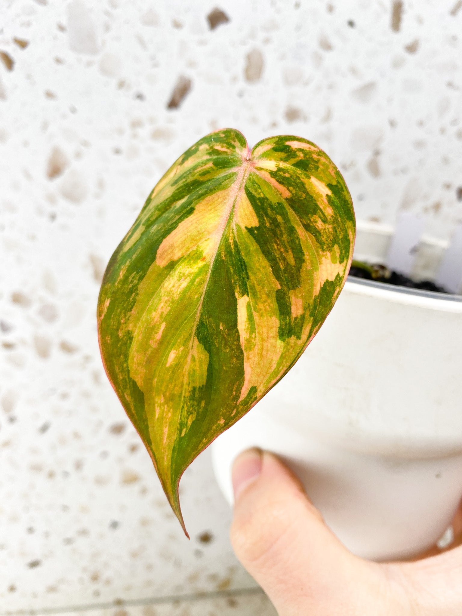 Philodendron Micans Variegated 1 gorgeous leaf with 2 sprouting nodes (rooting) (Pink hue)