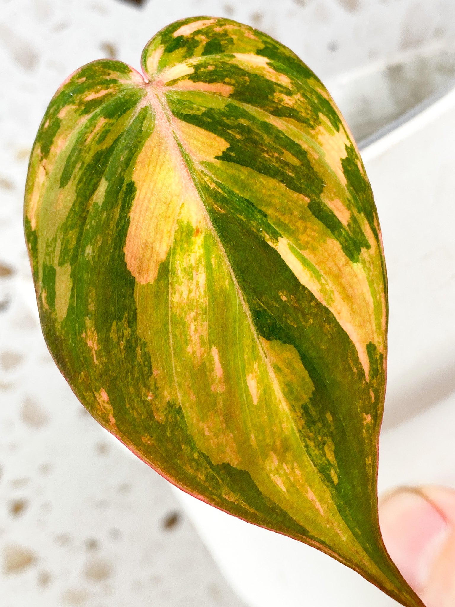 Philodendron Micans Variegated 1 gorgeous leaf with 2 sprouting nodes (rooting) (Pink hue)