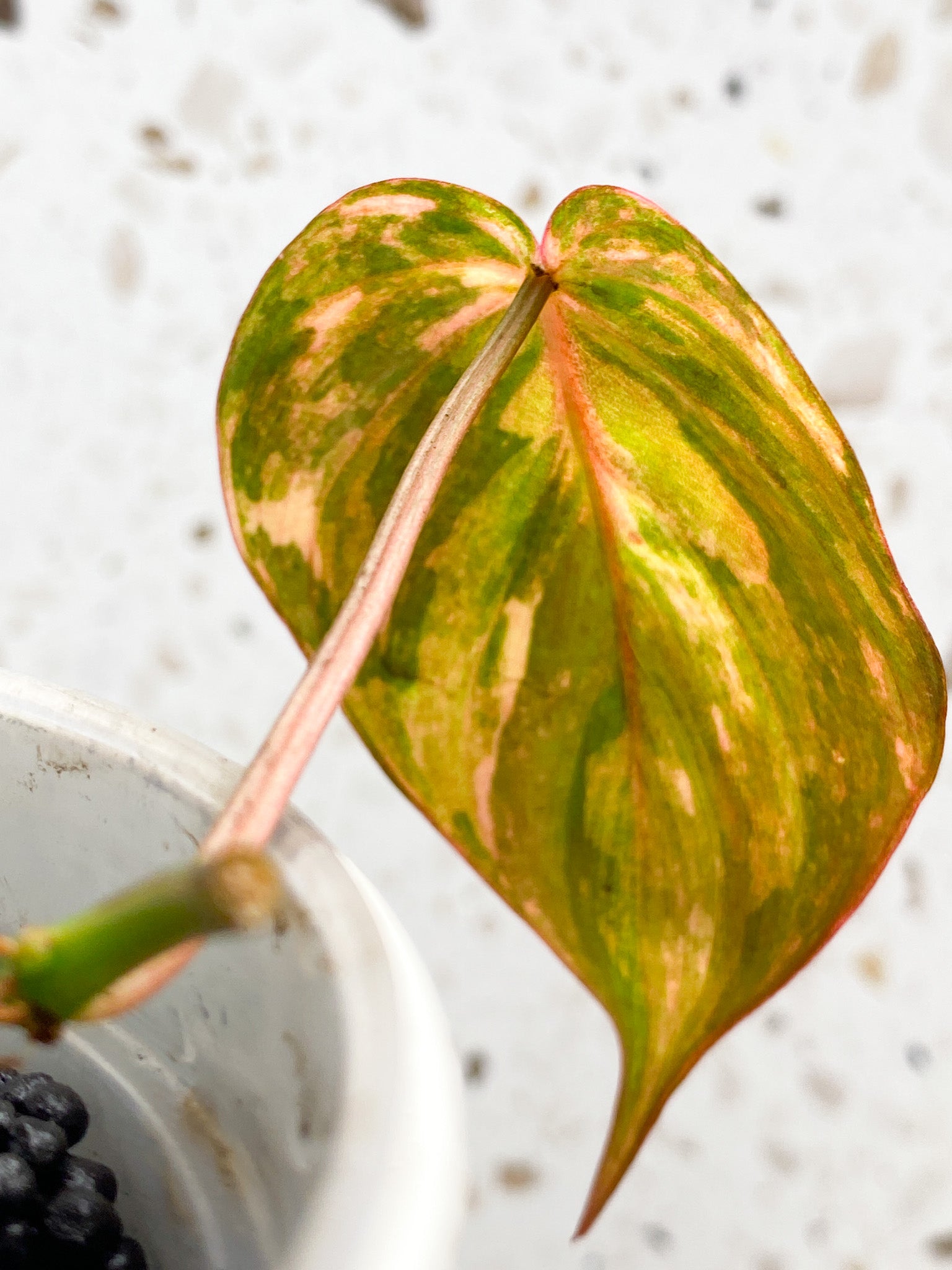 Philodendron Micans Variegated 1 gorgeous leaf with 2 sprouting nodes (rooting) (Pink hue)