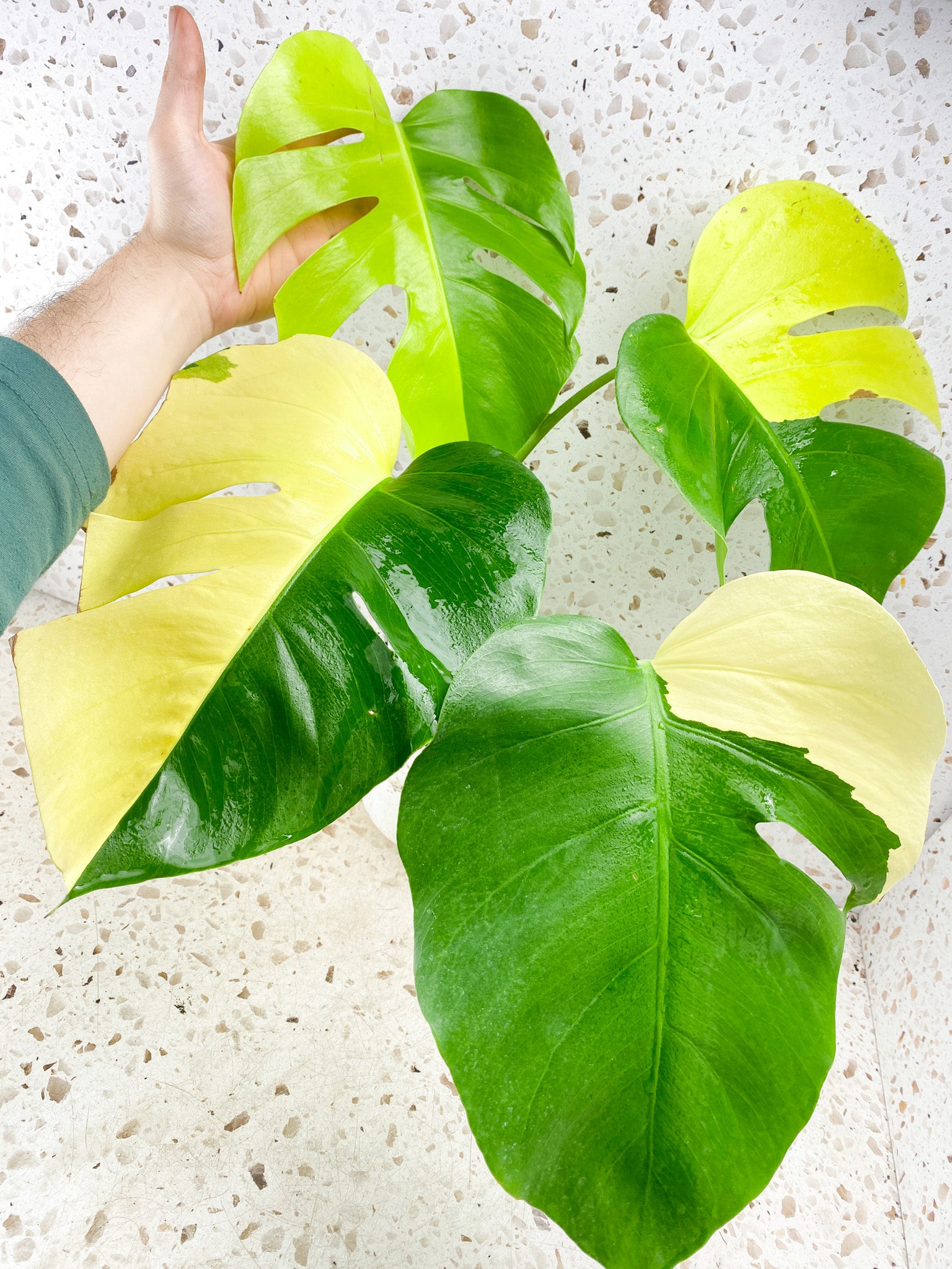 Monstera Aurea Tricolor Sectoral Genetic 4 big leaves top cutting with new half moon leaf