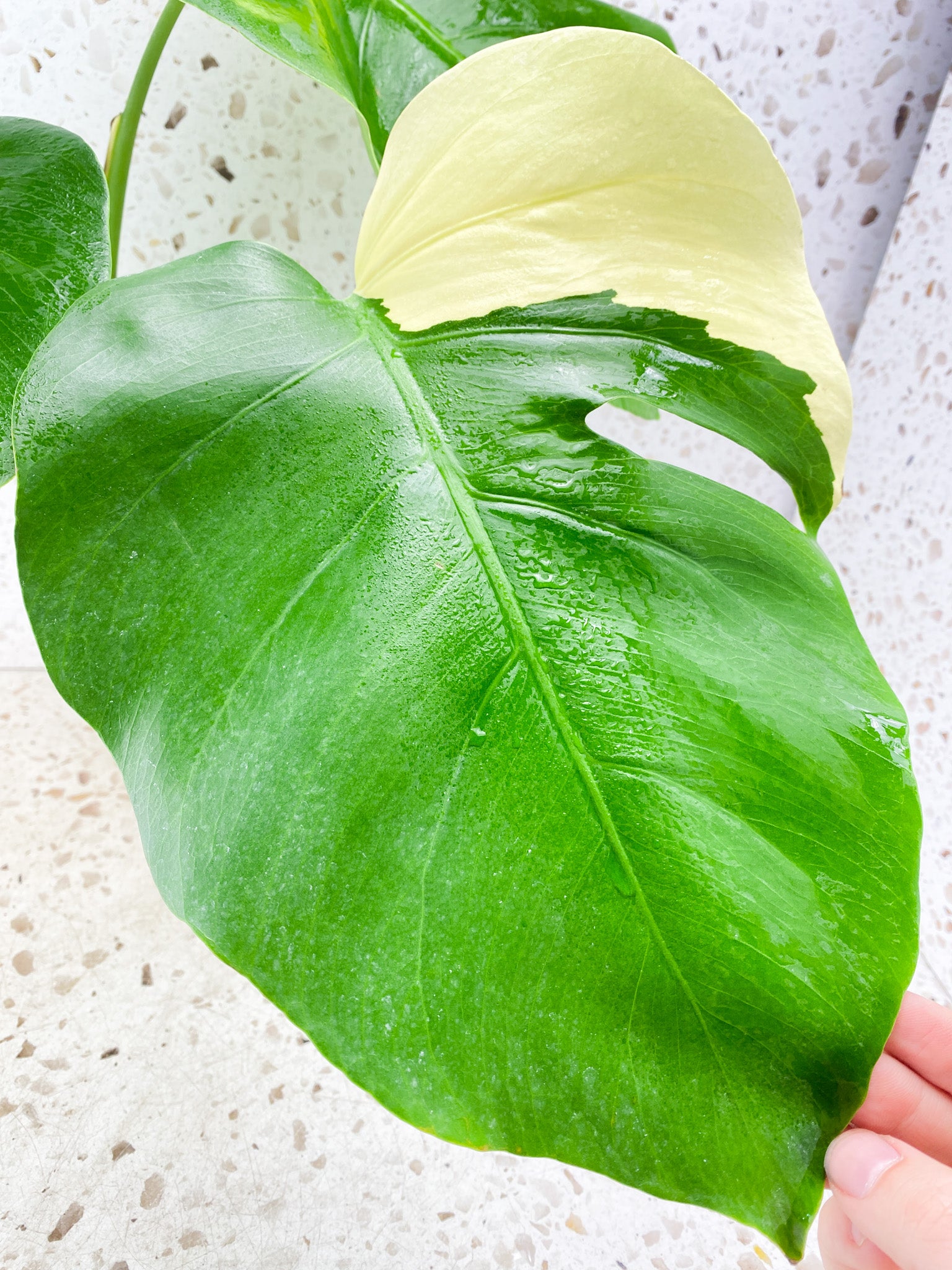 Monstera Aurea Tricolor Sectoral Genetic 4 big leaves top cutting with new half moon leaf