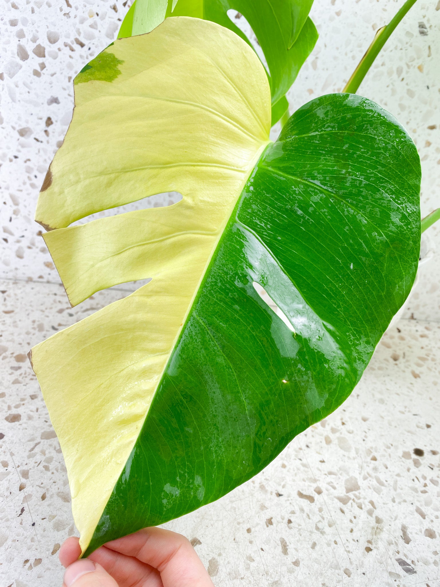 Monstera Aurea Tricolor Sectoral Genetic 4 big leaves top cutting with new half moon leaf