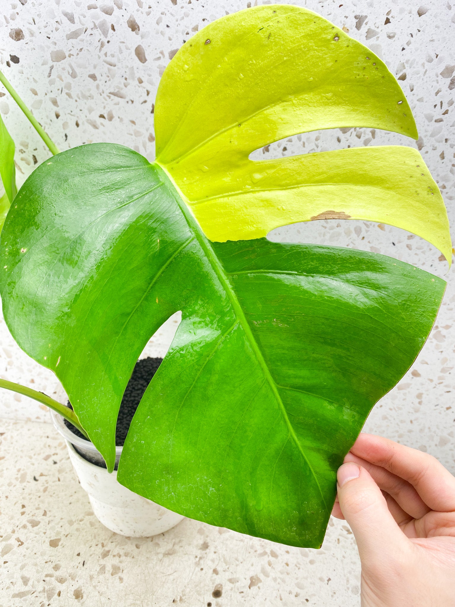 Monstera Aurea Tricolor Sectoral Genetic 4 big leaves top cutting with new half moon leaf