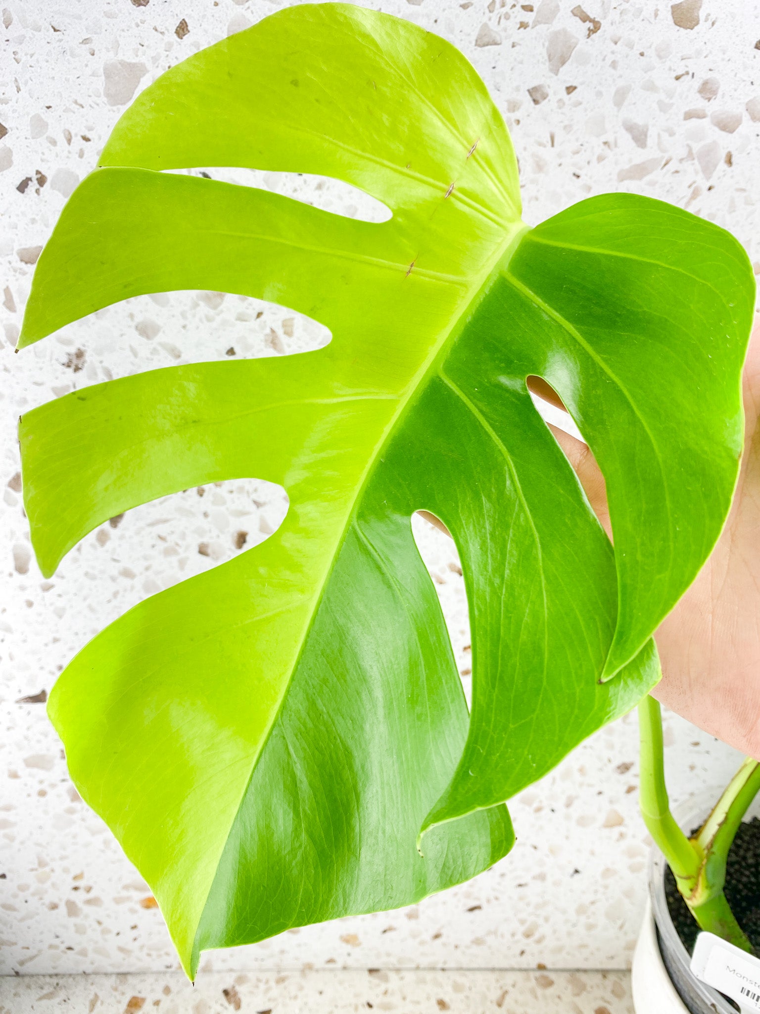 Monstera Aurea Tricolor Sectoral Genetic 4 big leaves top cutting with new half moon leaf