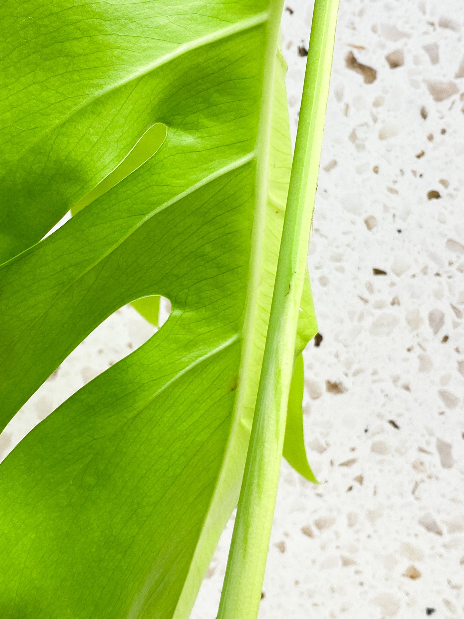 Monstera Aurea Tricolor Sectoral Genetic 4 big leaves top cutting with new half moon leaf