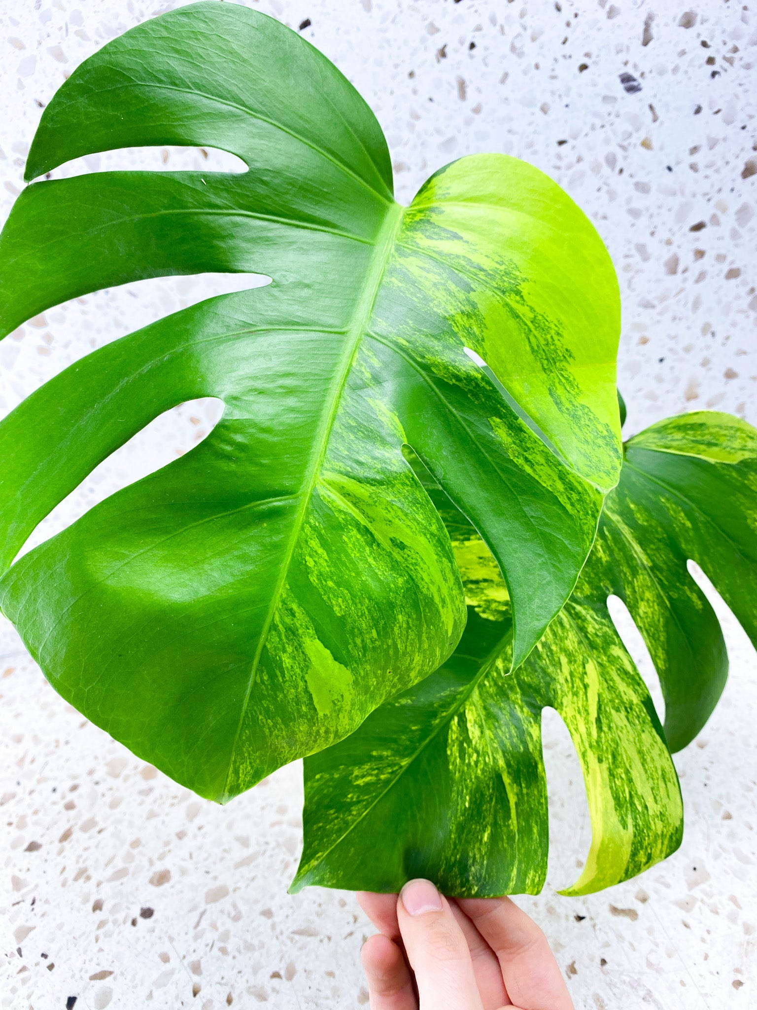 Monstera Aurea Tricolor 2 leaf top cutting (rooting)