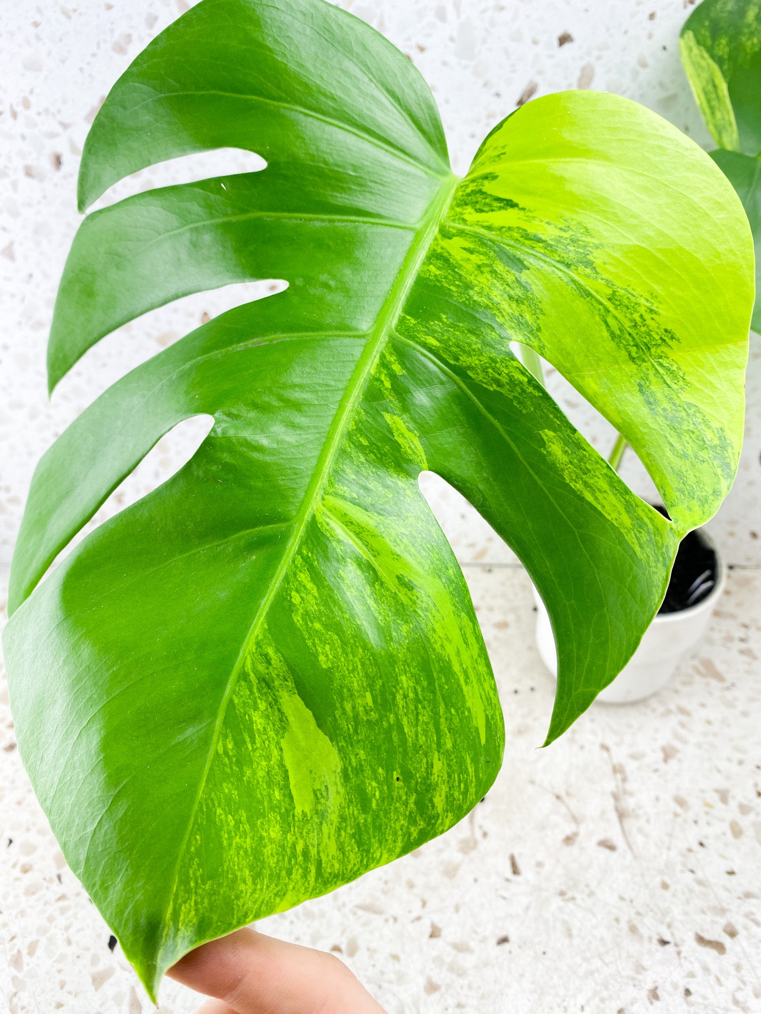 Monstera Aurea Tricolor 2 leaf top cutting (rooting)