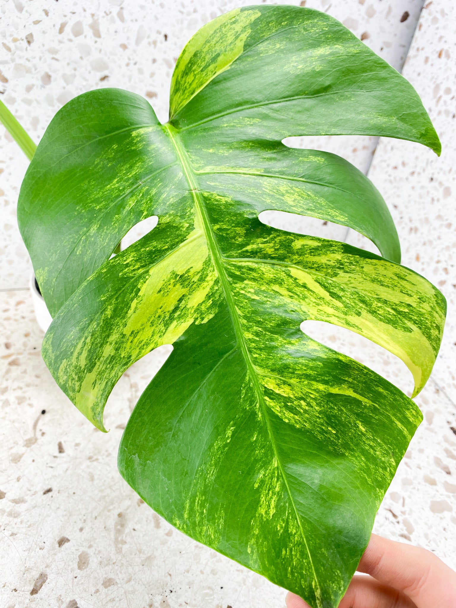 Monstera Aurea Tricolor 2 leaf top cutting (rooting)