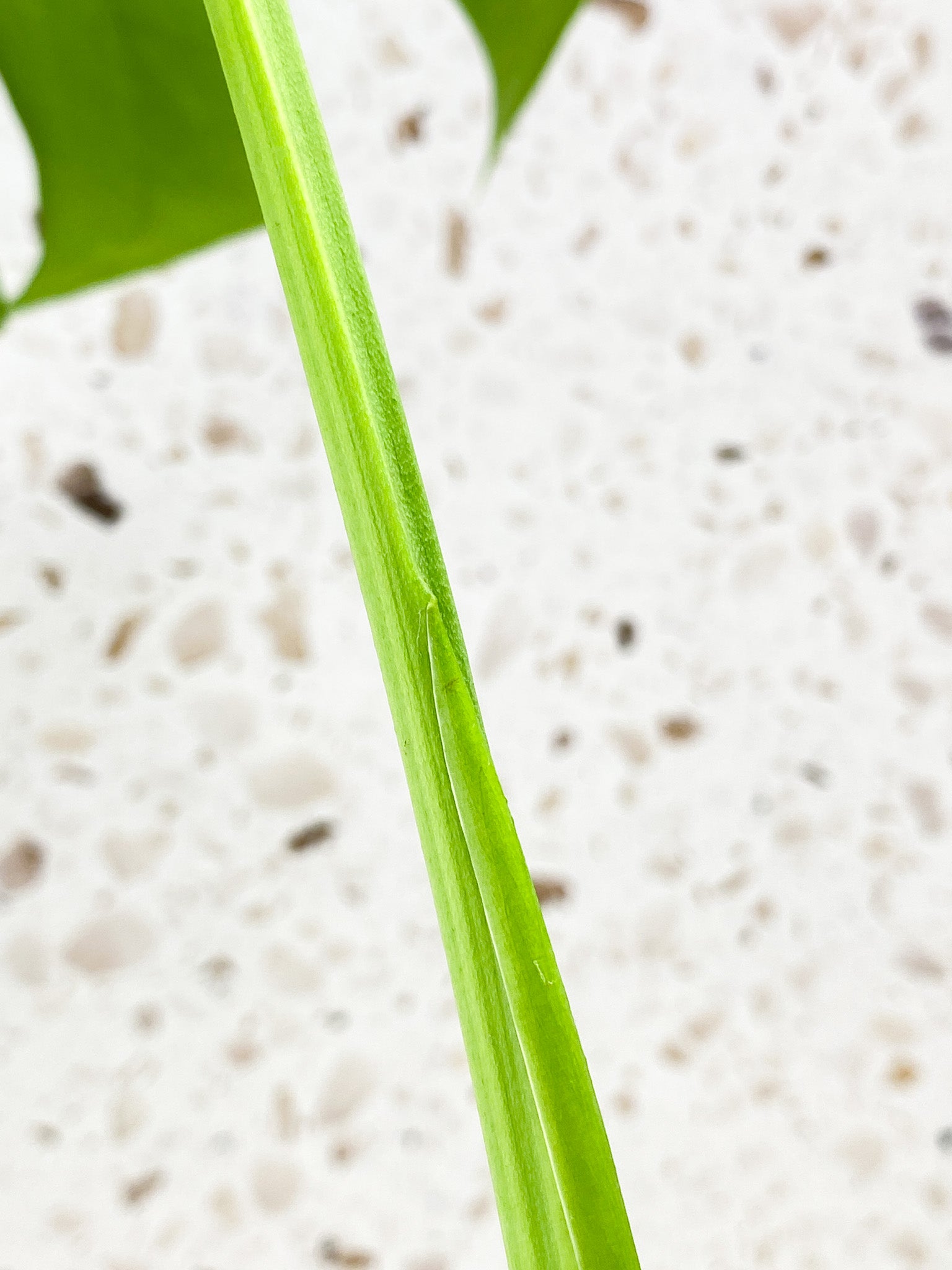 Monstera Aurea Tricolor 2 leaf top cutting (rooting)