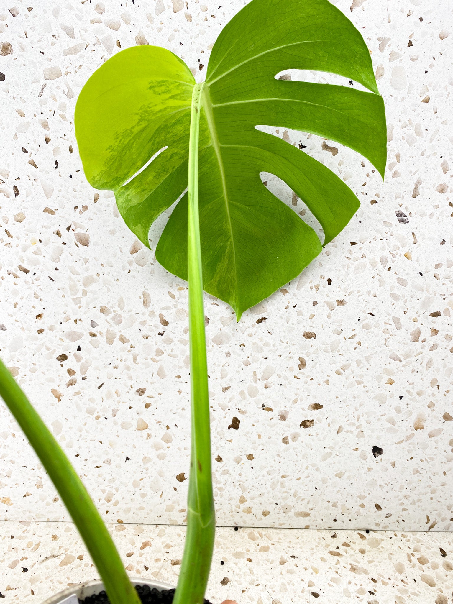 Monstera Aurea Tricolor 2 leaf top cutting (rooting)