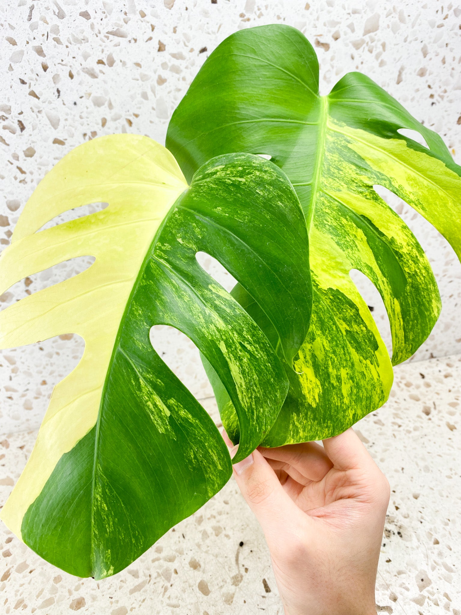 Monstera Aurea Tricolor 2 leaves 1 shoot top cutting (rooting)