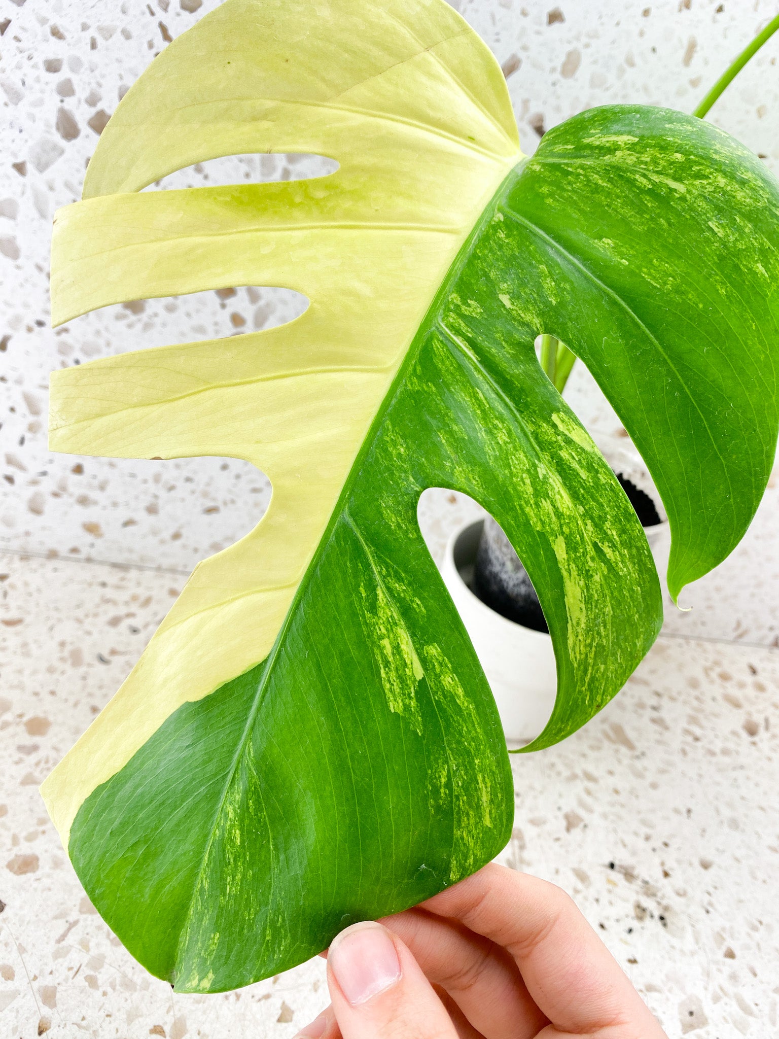 Monstera Aurea Tricolor 2 leaves 1 shoot top cutting (rooting)